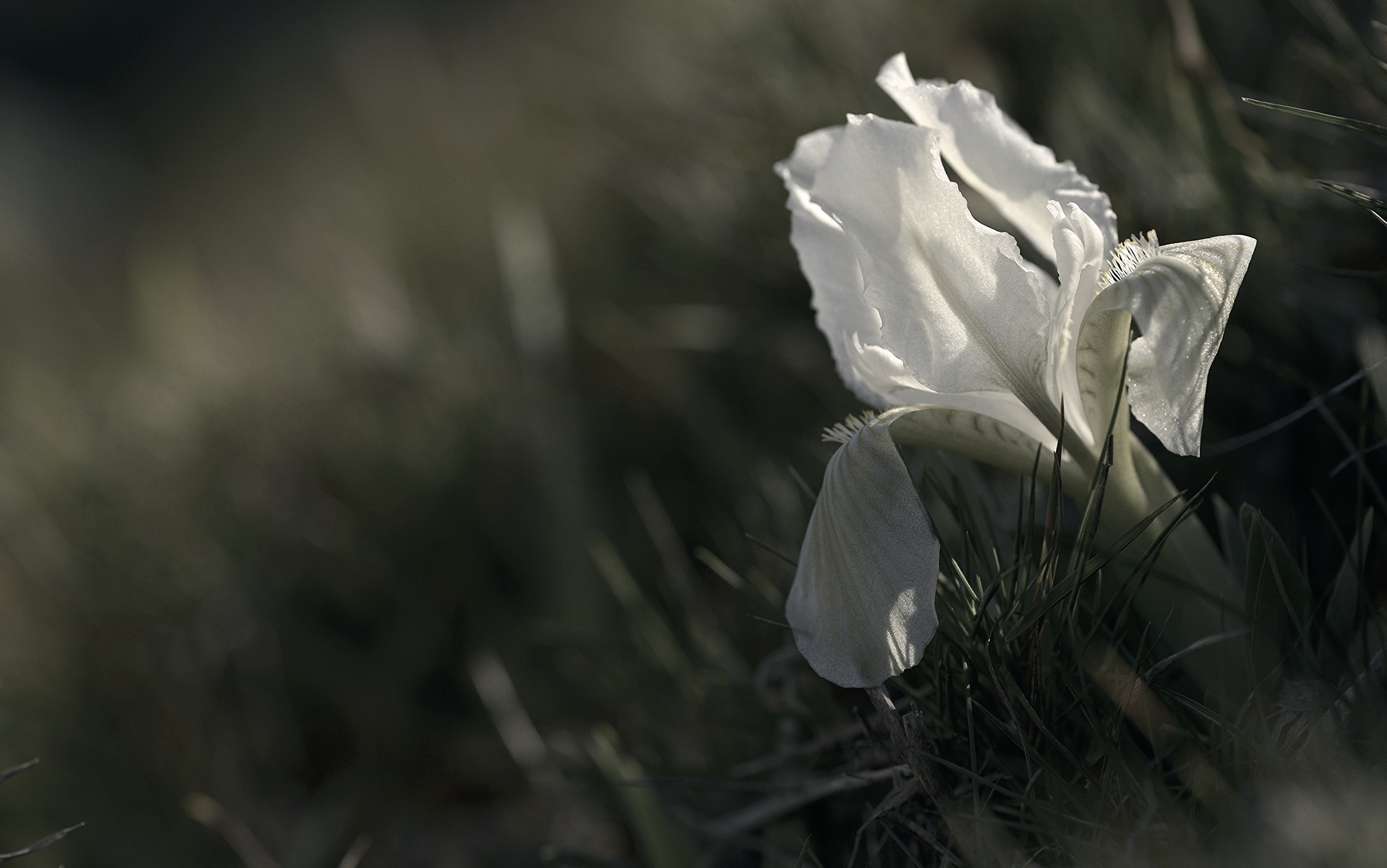 Обои трава, цветок, лепестки, белый, ирис, grass, flower, petals, white, iris разрешение 2555x1600 Загрузить
