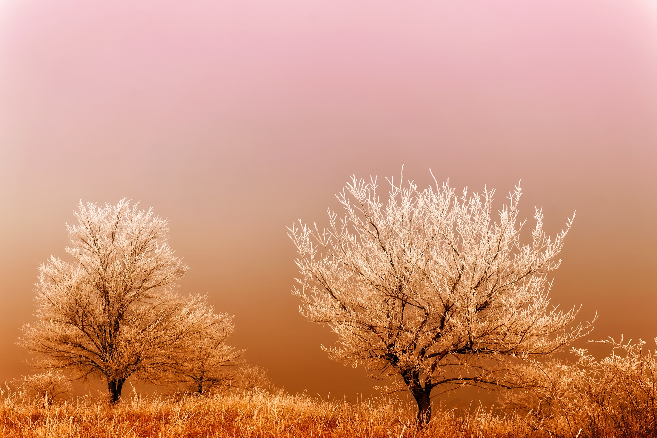 Обои трава, деревья, восход, туман, поле, мороз, иней, grass, trees, sunrise, fog, field, frost разрешение 2201x1467 Загрузить