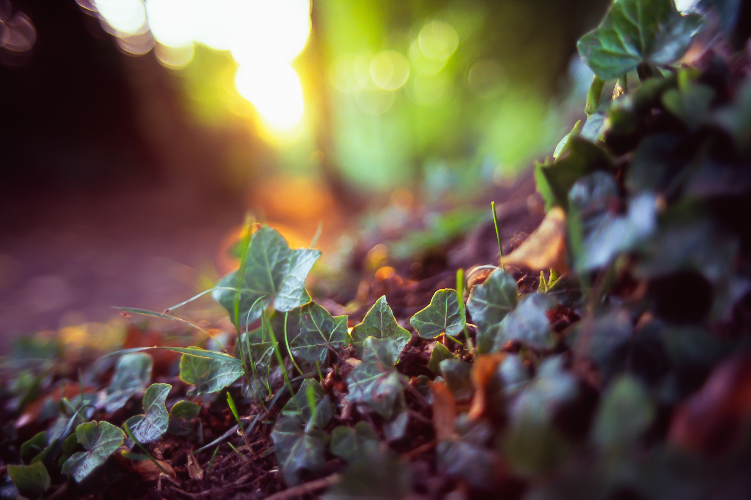 Обои трава, земля, природа, растения, лес, макро, фон, листочки, grass, earth, nature, plants, forest, macro, background, leaves разрешение 2400x1600 Загрузить