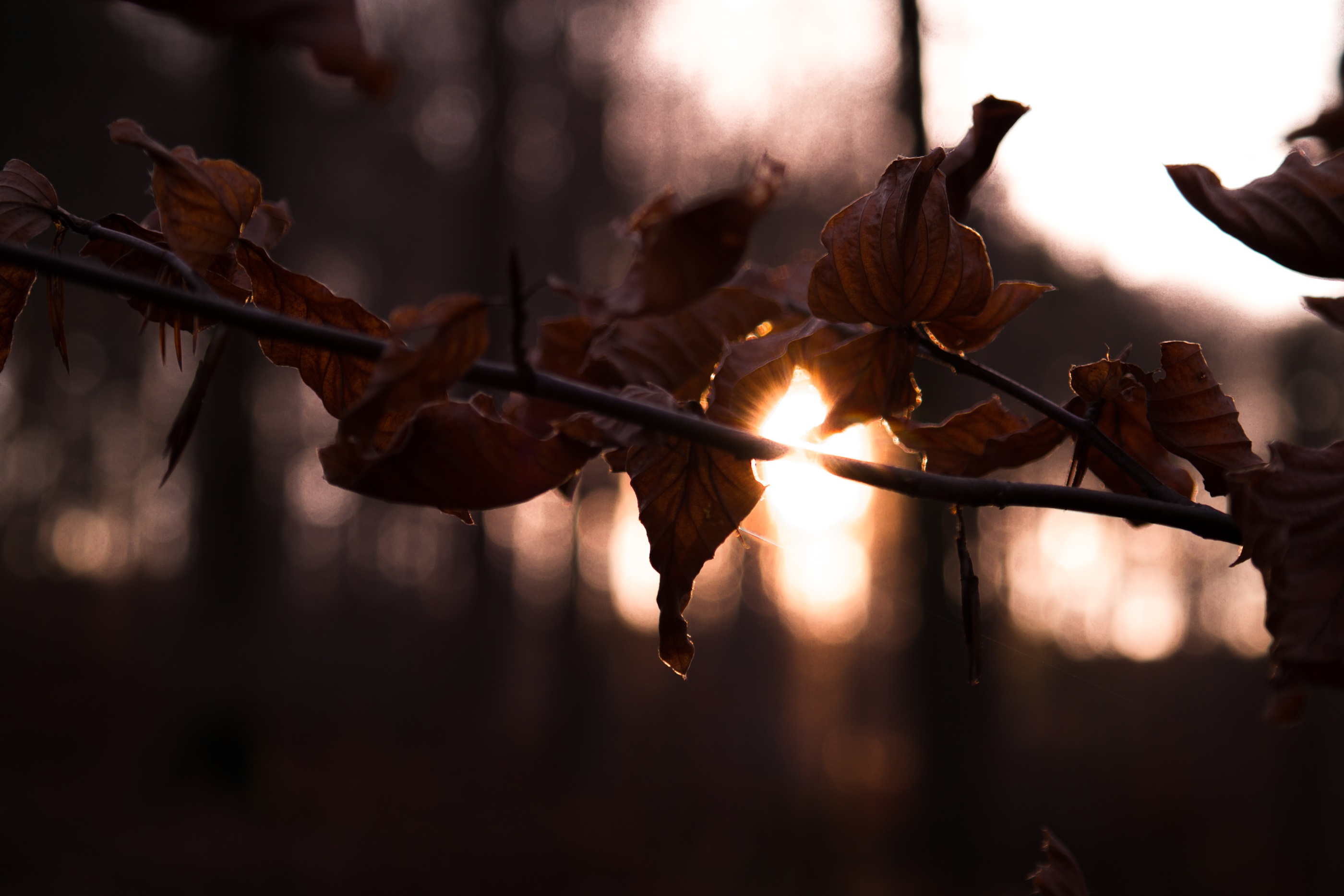 Обои ветка, солнце, лес, листья, осень, branch, the sun, forest, leaves, autumn разрешение 2800x1867 Загрузить