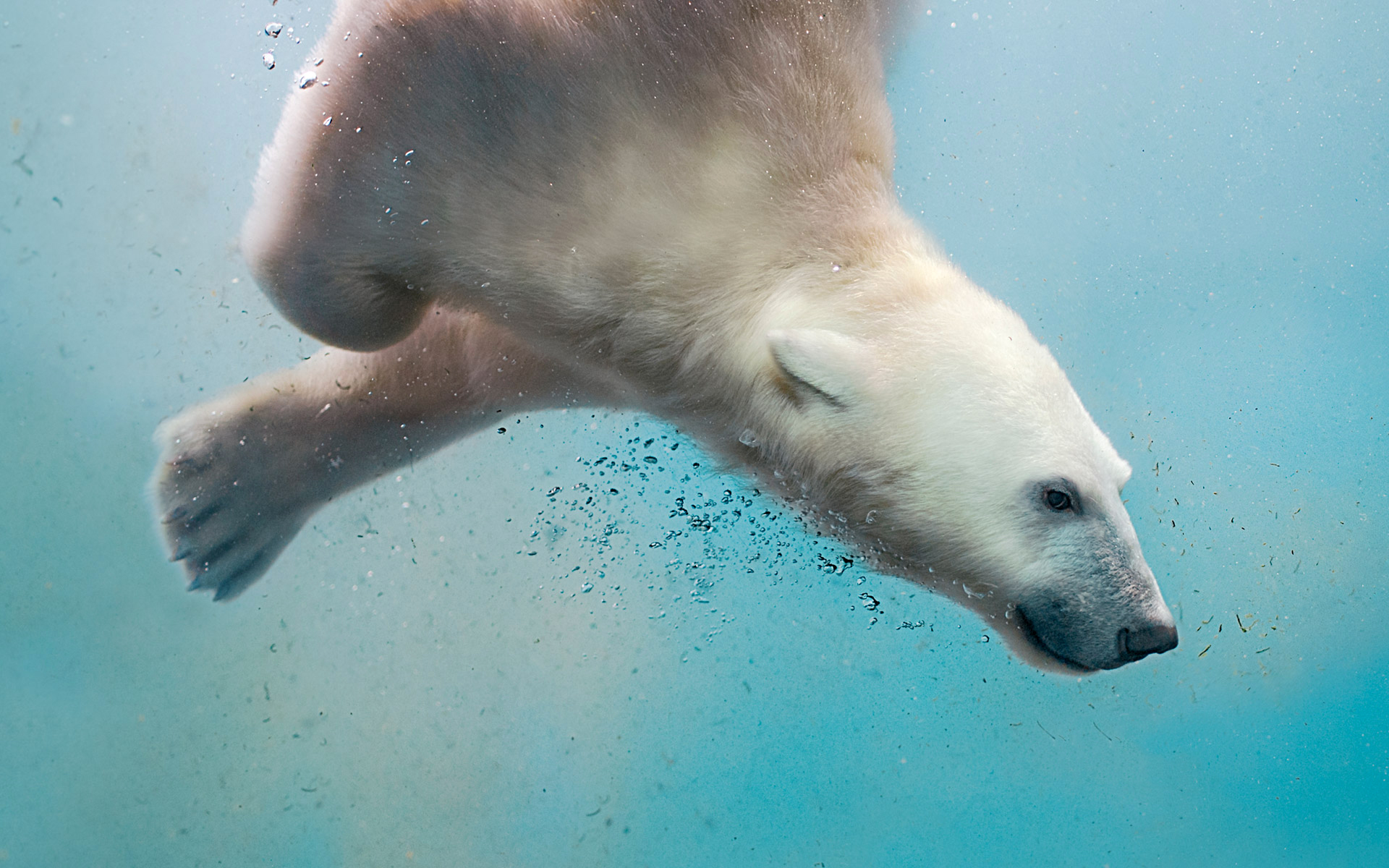 Обои вода, море, полярный медведь, медведь, пузырьки, белый медведь, water, sea, polar bear, bear, bubbles разрешение 1920x1200 Загрузить