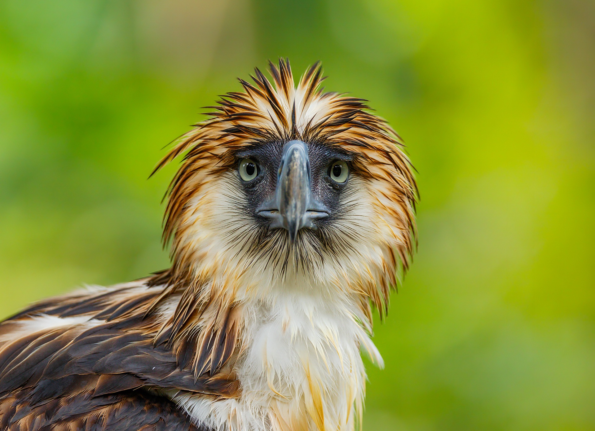 Обои взгляд, орел, птица, клюв, перья, филиппинский орёл, look, eagle, bird, beak, feathers, philippine eagle разрешение 1920x1391 Загрузить