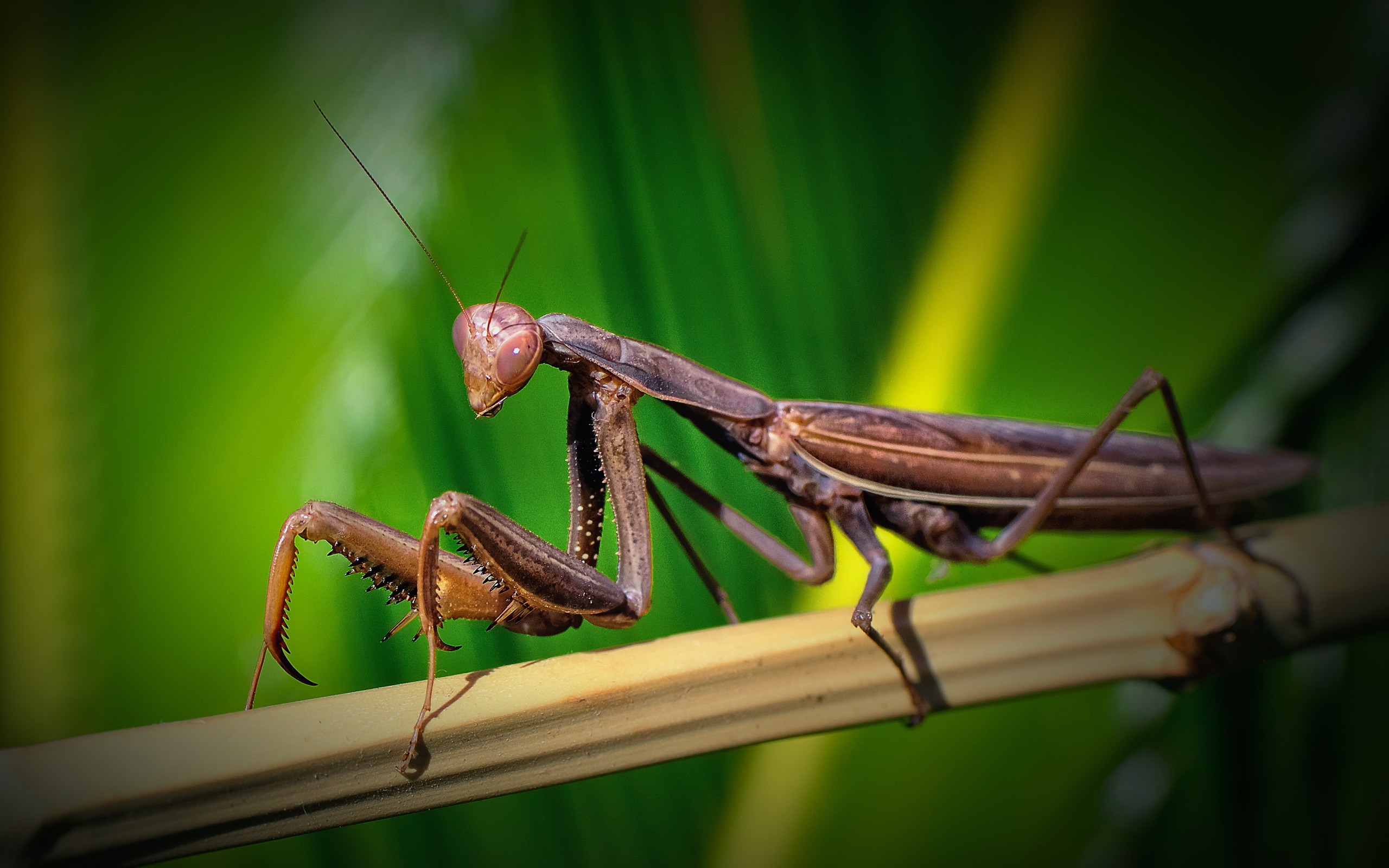 Обои зелень, макро, насекомое, бамбук, богомол, greens, macro, insect, bamboo, mantis разрешение 2560x1600 Загрузить