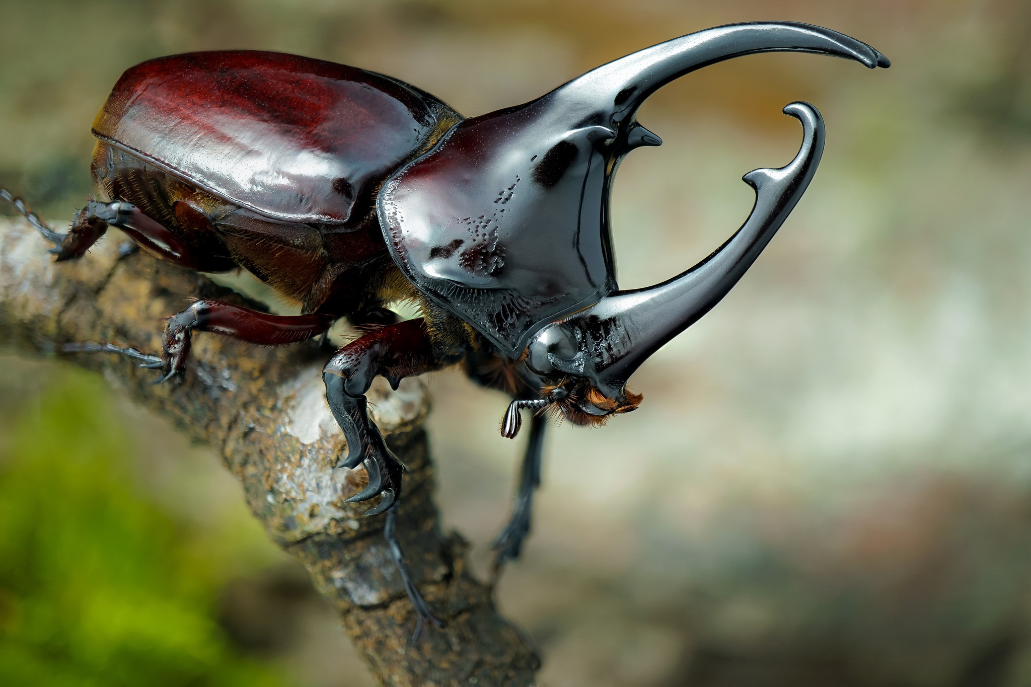 Обои жук, макро, насекомое, лапки, рог, жук-носорог, beetle, macro, insect, legs, horn, rhinoceros beetle разрешение 2048x1365 Загрузить