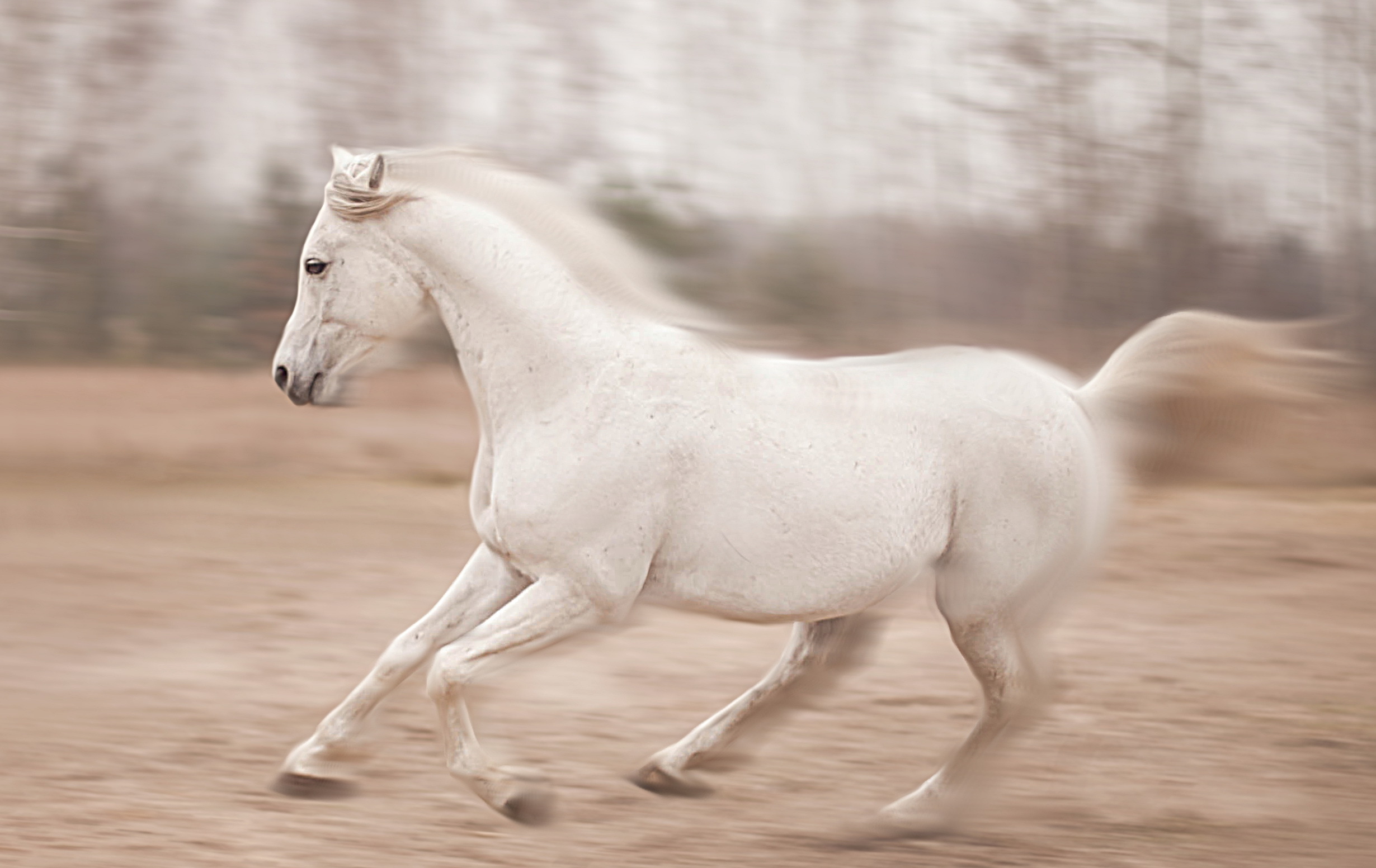 Белоснежные лошадки. Ахалтекинская лошадь бег. Ахалтекинская лошадь серой масти. Лошадь бежит. Белый конь.