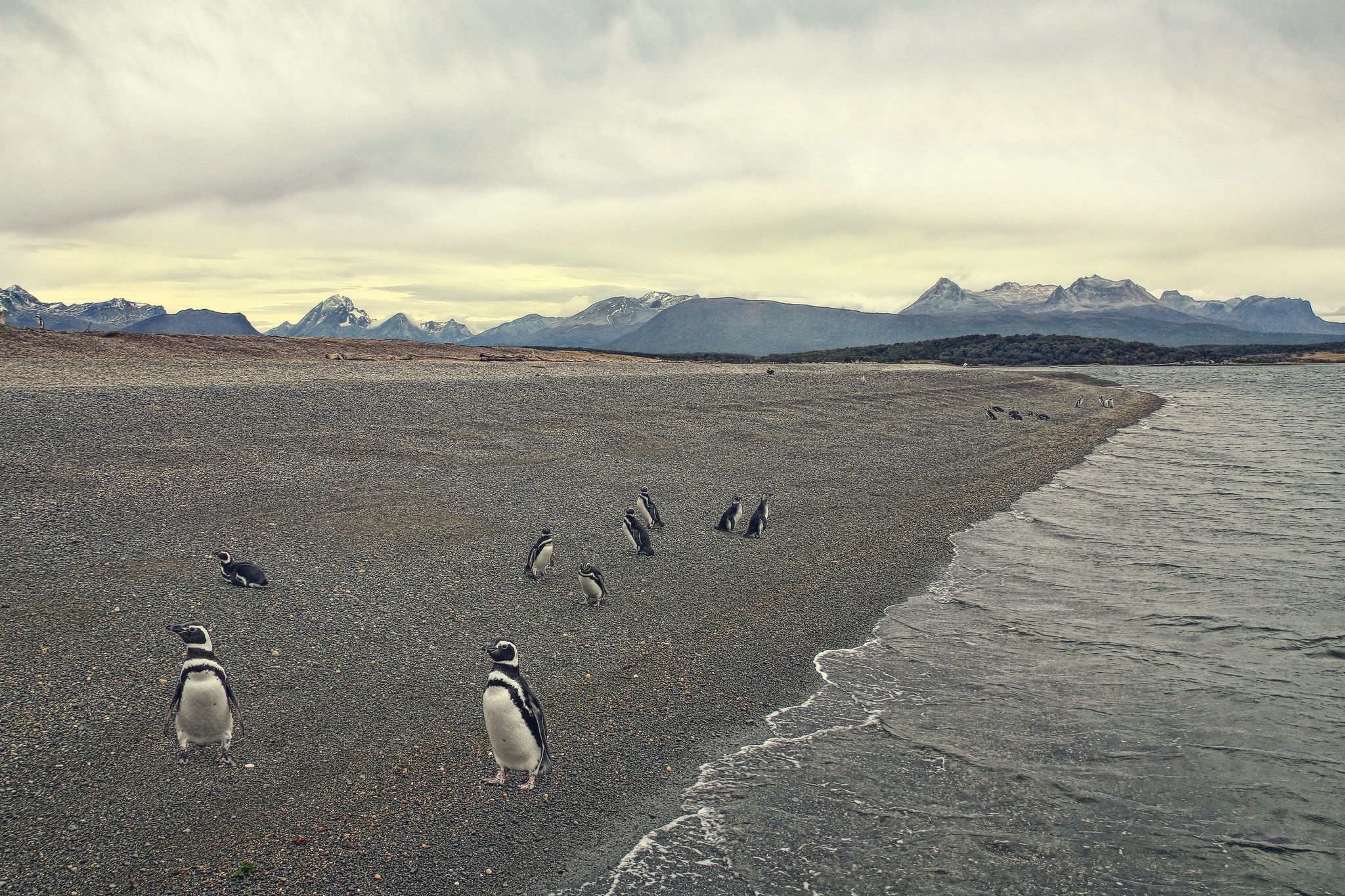 Обои берег, море, пляж, птица, пингвины, shore, sea, beach, bird, penguins разрешение 2048x1365 Загрузить