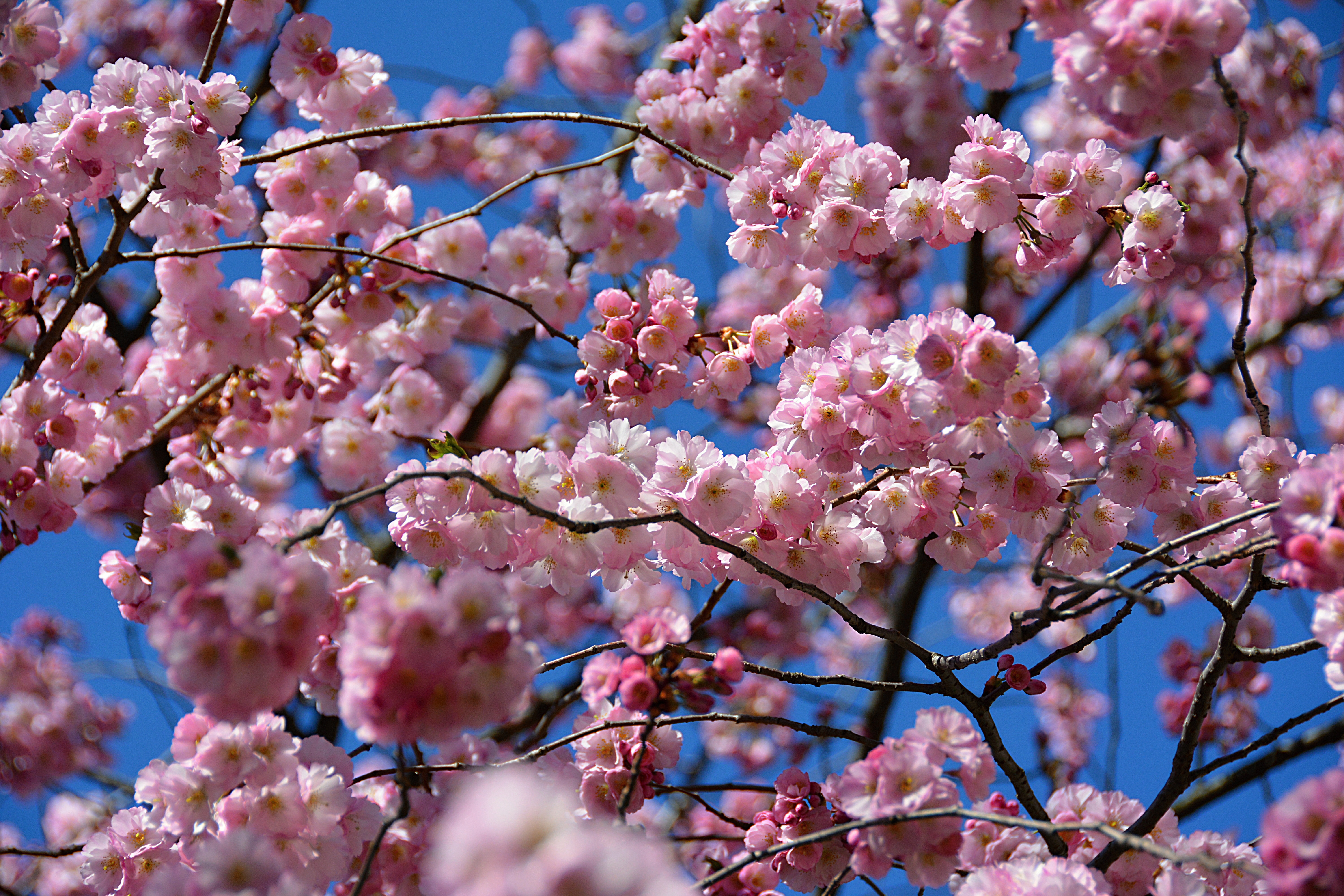 Обои небо, цветение, весна, сакура, the sky, flowering, spring, sakura разрешение 6000x4000 Загрузить
