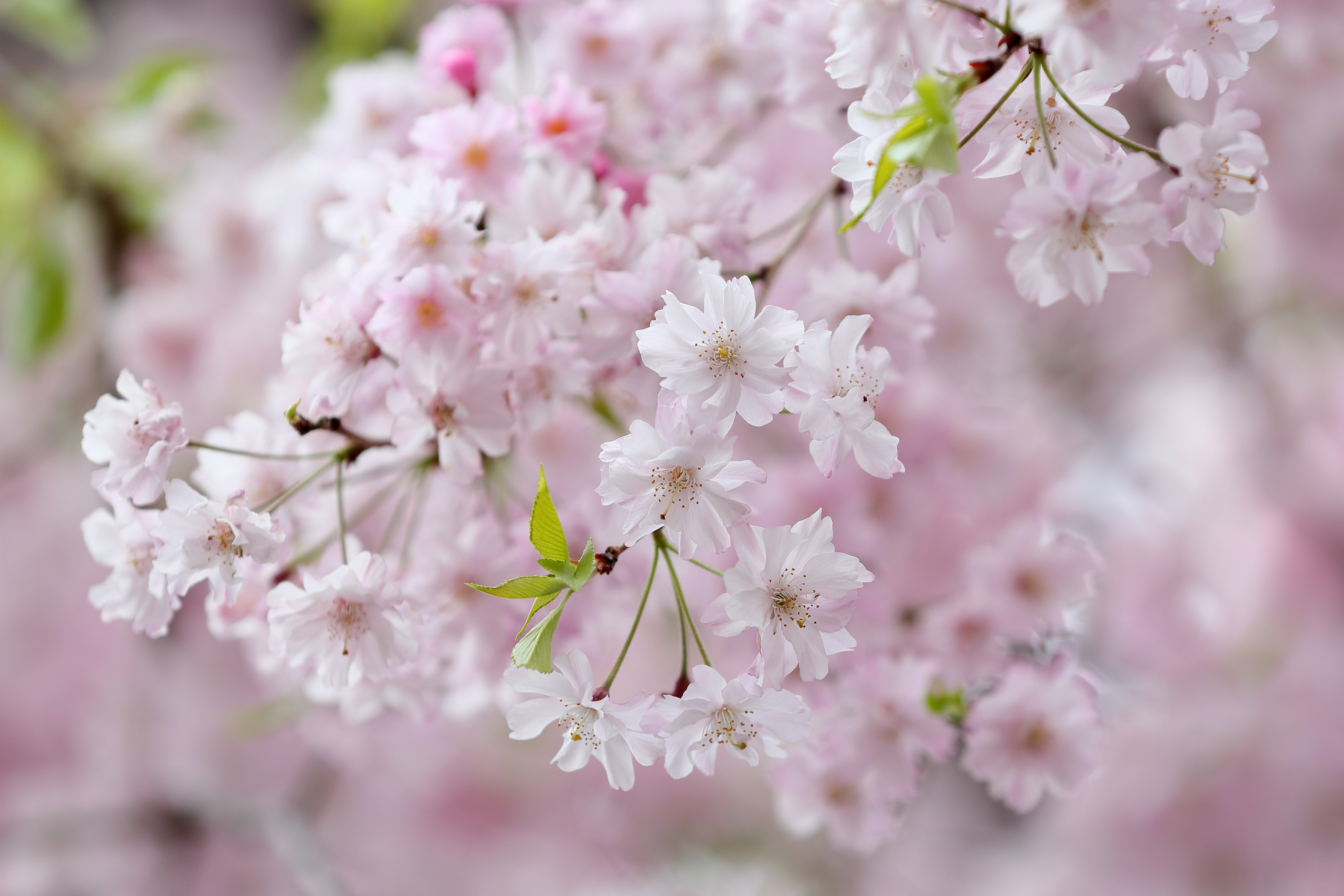 Обои цветы, цветение, ветки, весна, вишня, сакура, flowers, flowering, branches, spring, cherry, sakura разрешение 4971x3314 Загрузить