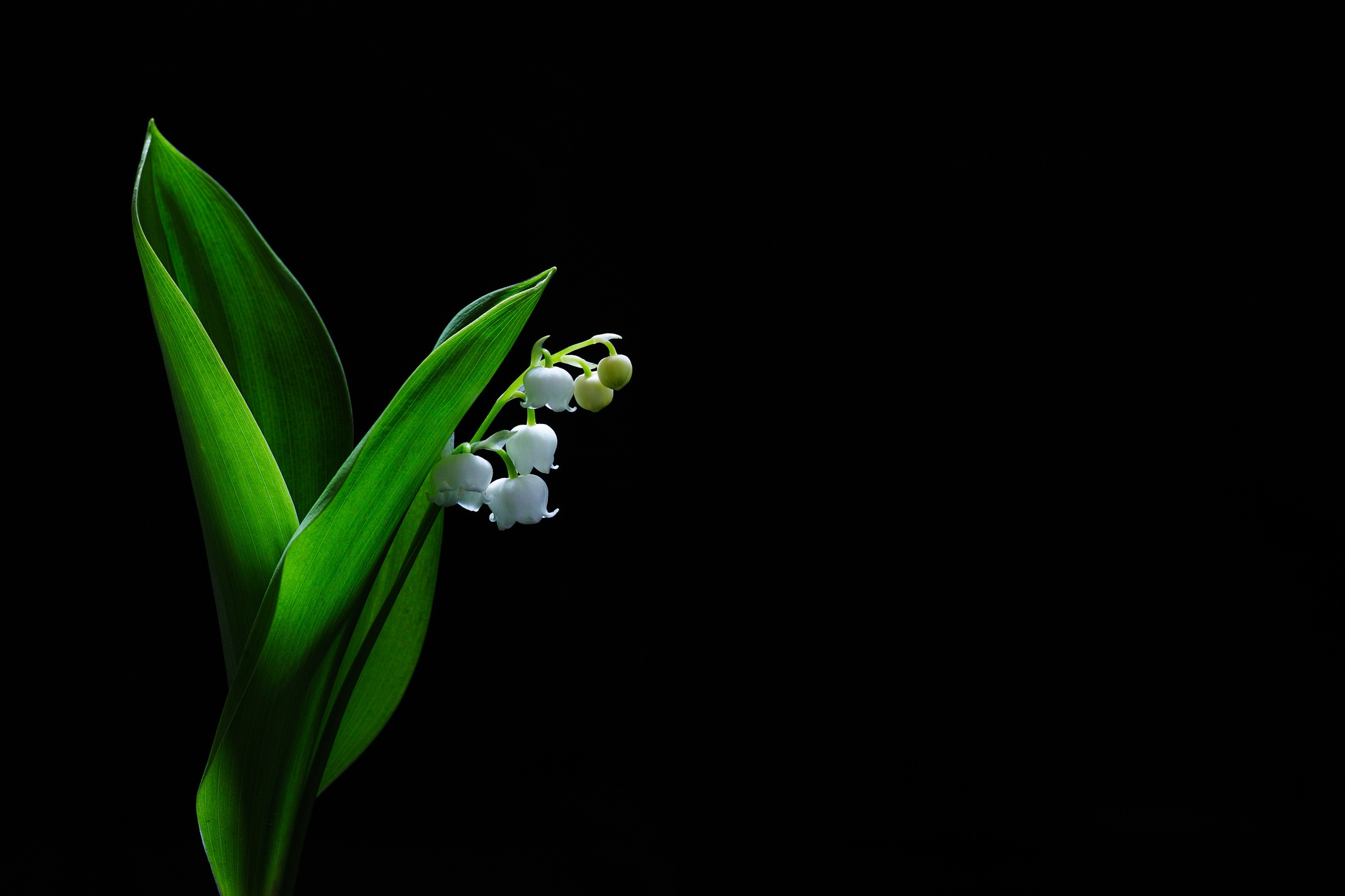 Обои цветы, фон, черный фон, ландыш, convallaria majalis, flowers, background, black background, lily of the valley разрешение 2048x1365 Загрузить