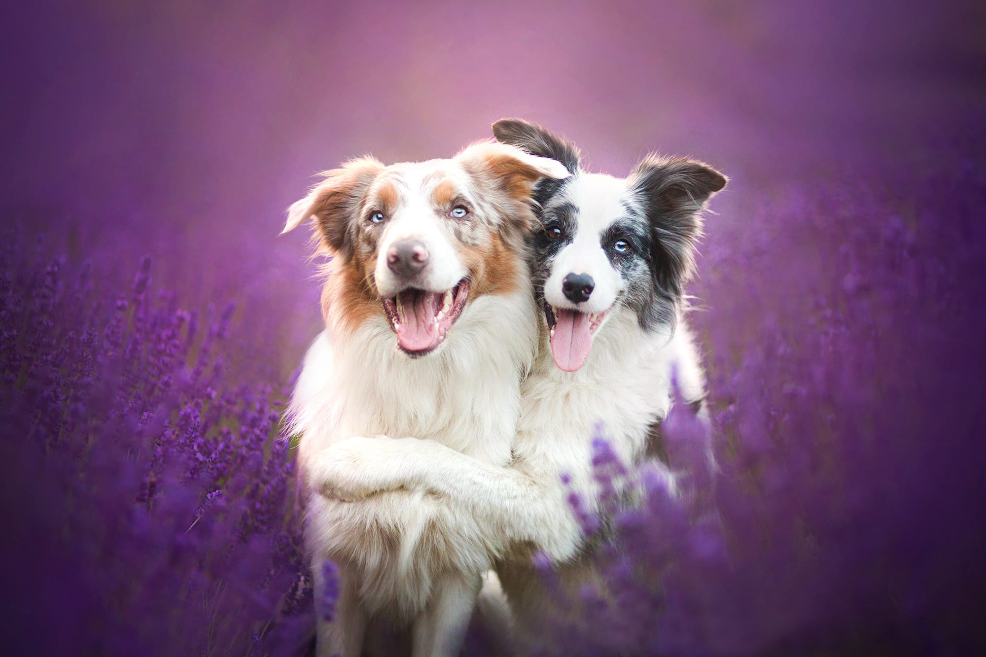 Beautiful dogs. Бордер-колли. Бордер колли лиловый. Австралийская овчарка и бордер колли. Лавандовая бордер колли.