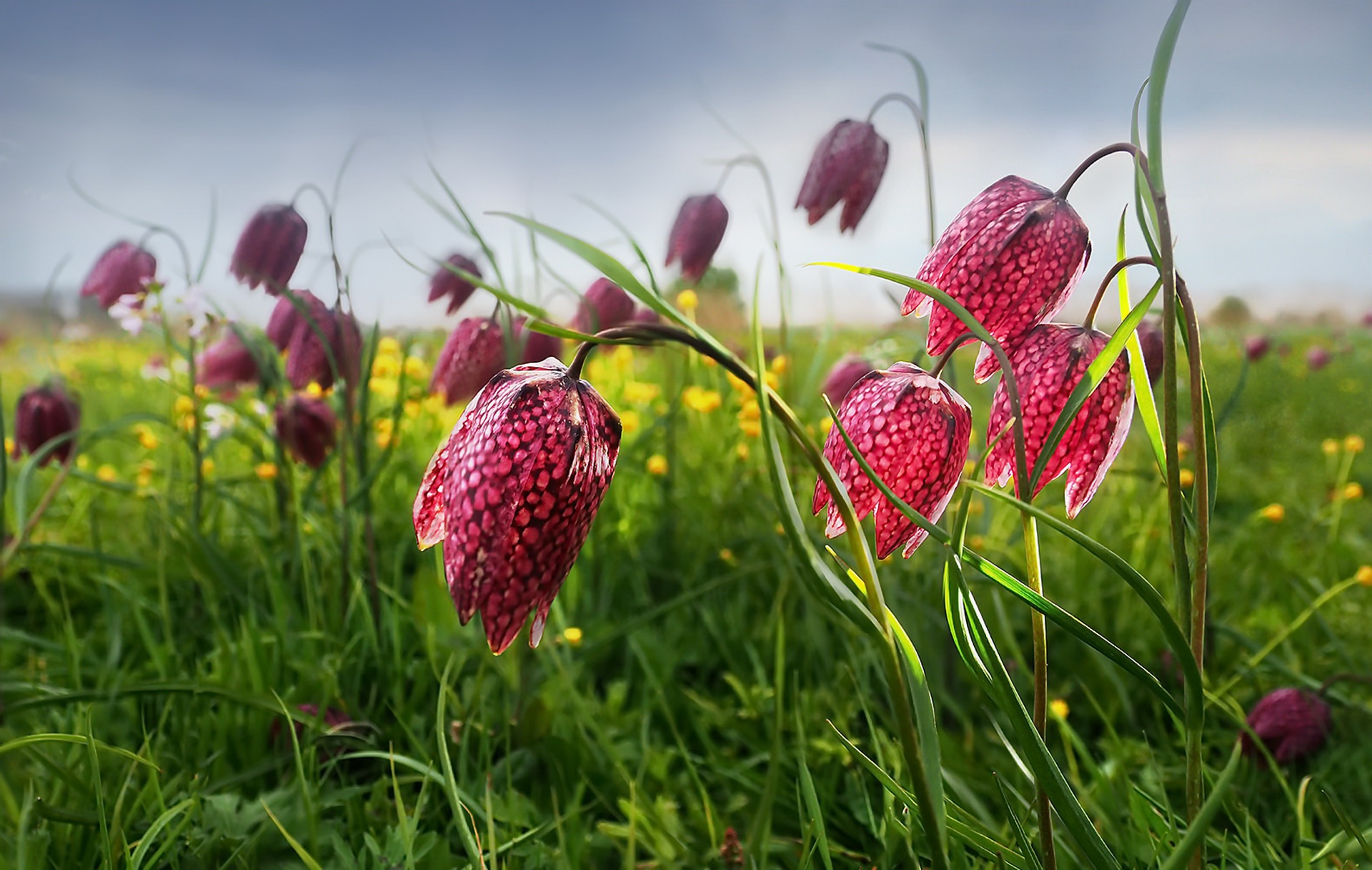 Обои цветы, трава, поле, весна, рябчик шахматный, flowers, grass, field, spring, grouse chess разрешение 1920x1217 Загрузить