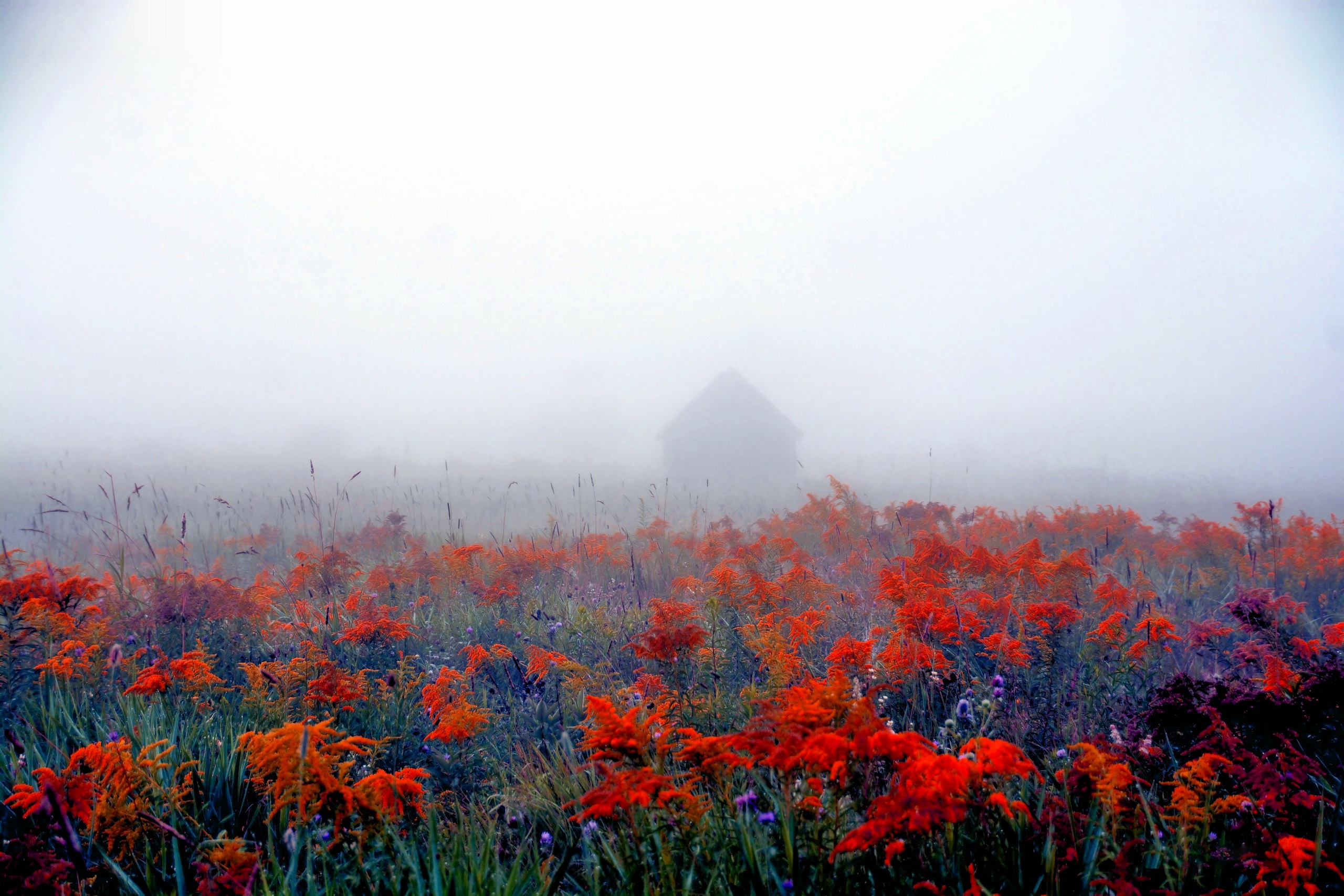 туман для цветов