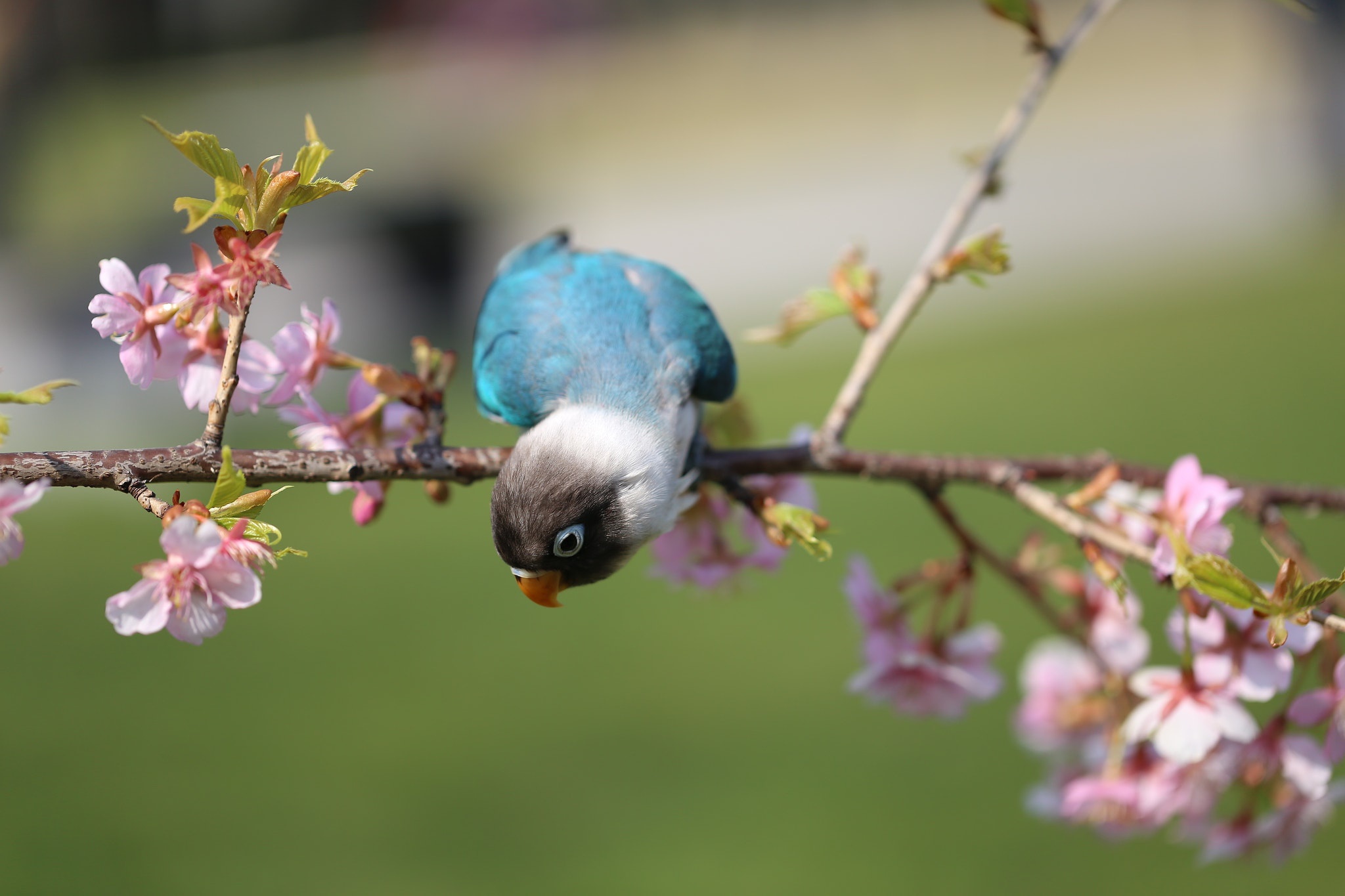 Обои цветы, ветка, цветение, птица, попугай, flowers, branch, flowering, bird, parrot разрешение 2048x1365 Загрузить