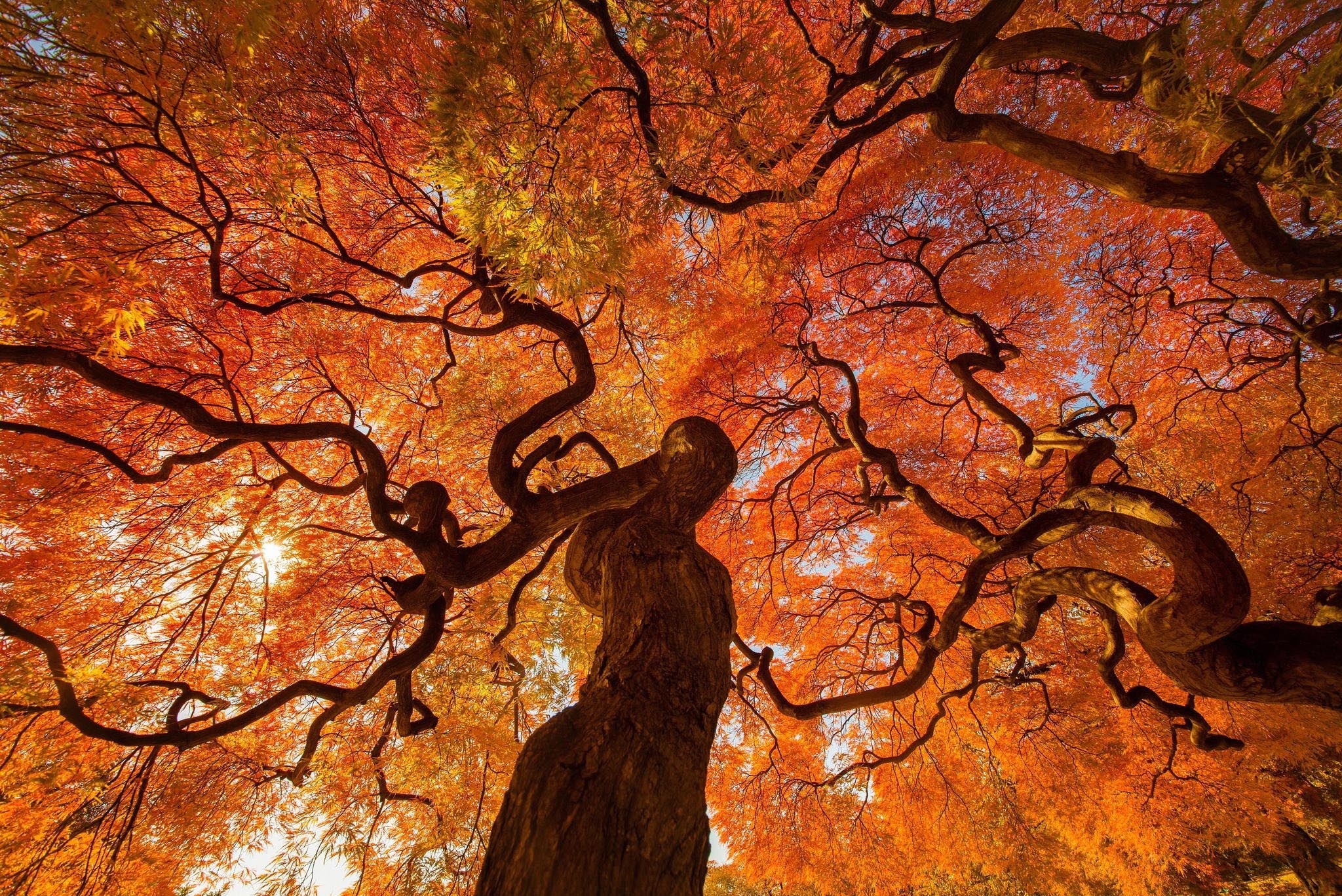 кроны осень деревья лес crown autumn trees forest загрузить
