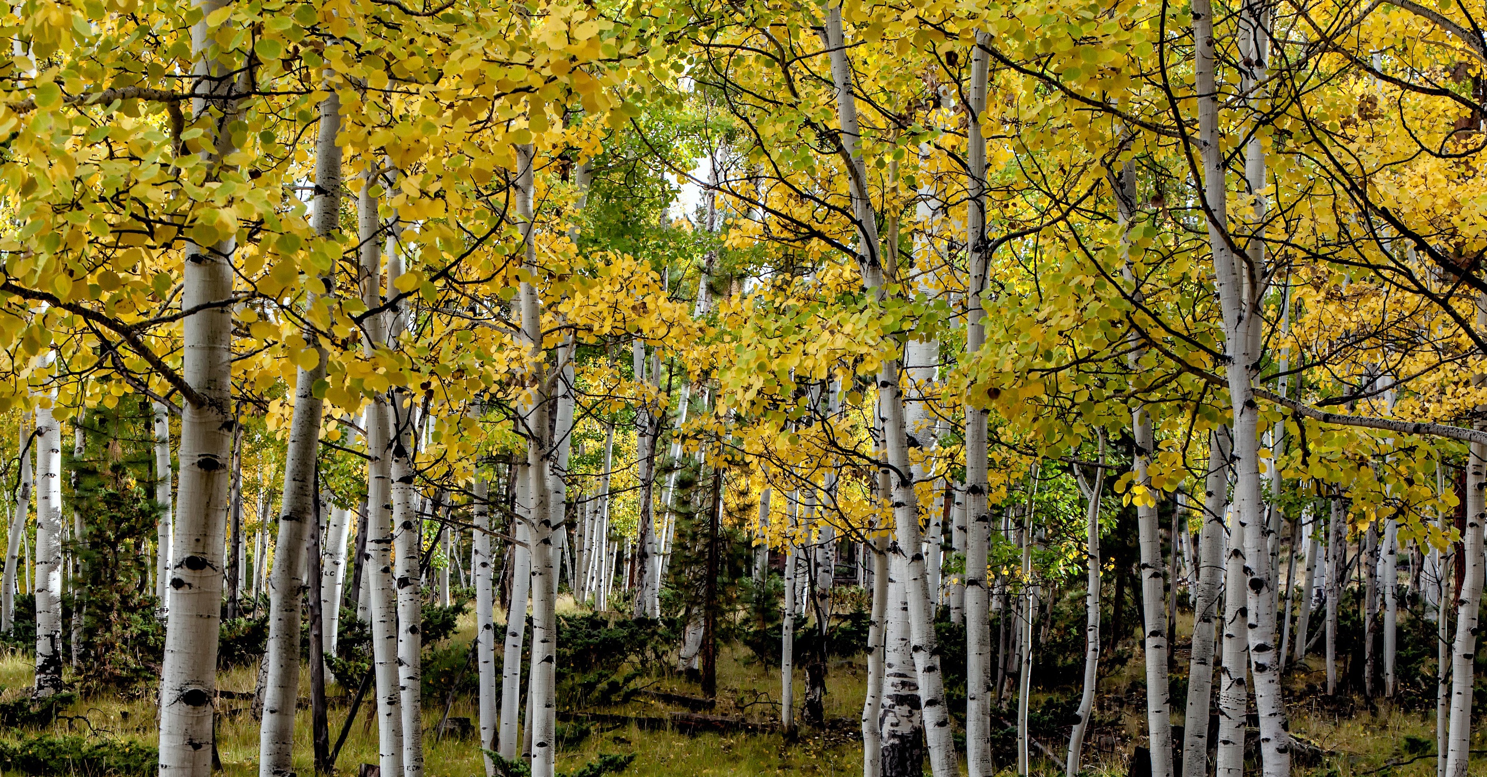 Осины лес. Осина (Populus tremula). Дерево осина Осиновая роща. Тополь дрожащий осина. Осиновая роща лес.