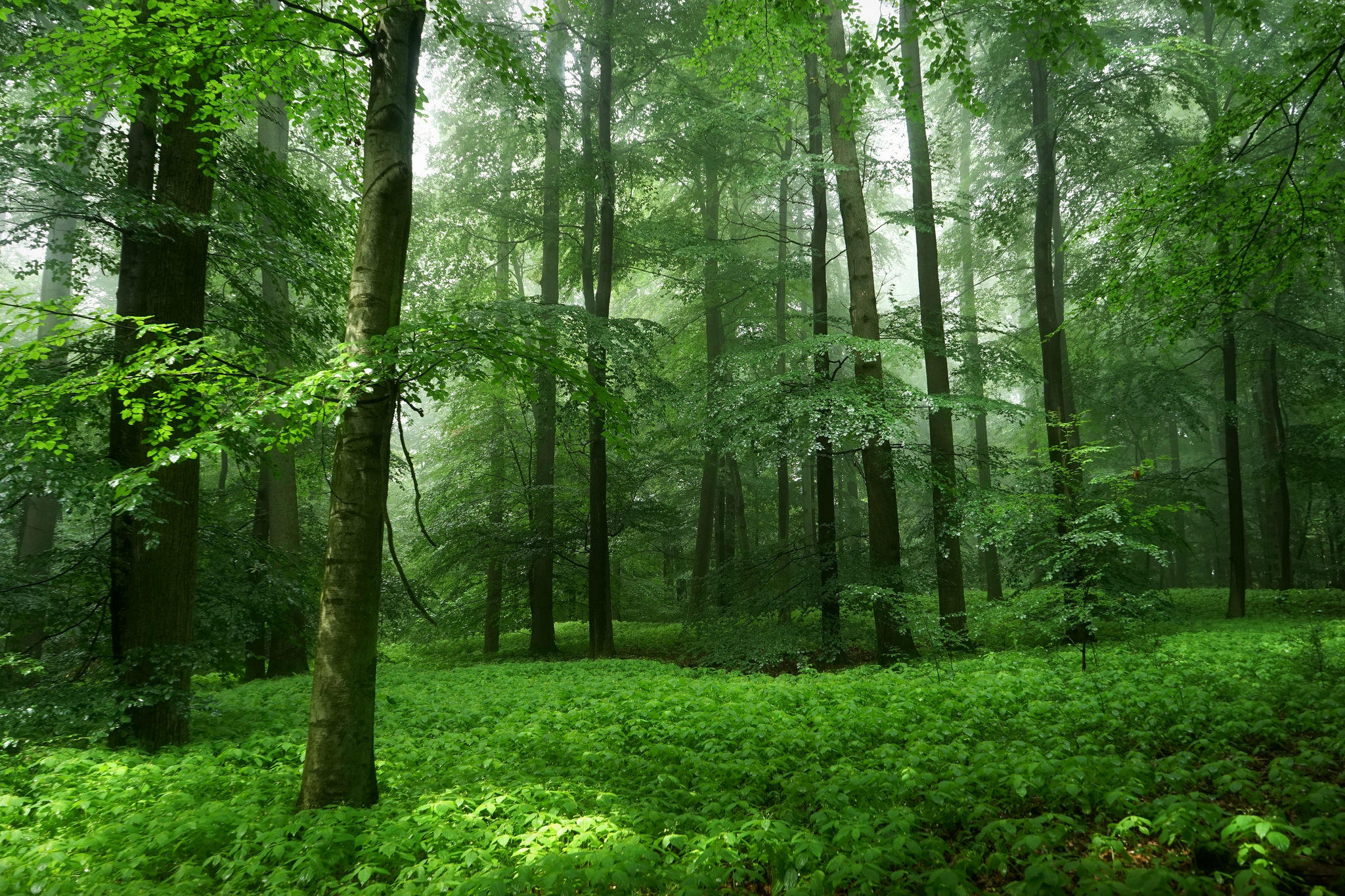 Обои деревья, природа, зелень, лес, листья, trees, nature, greens, forest, leaves разрешение 2048x1365 Загрузить