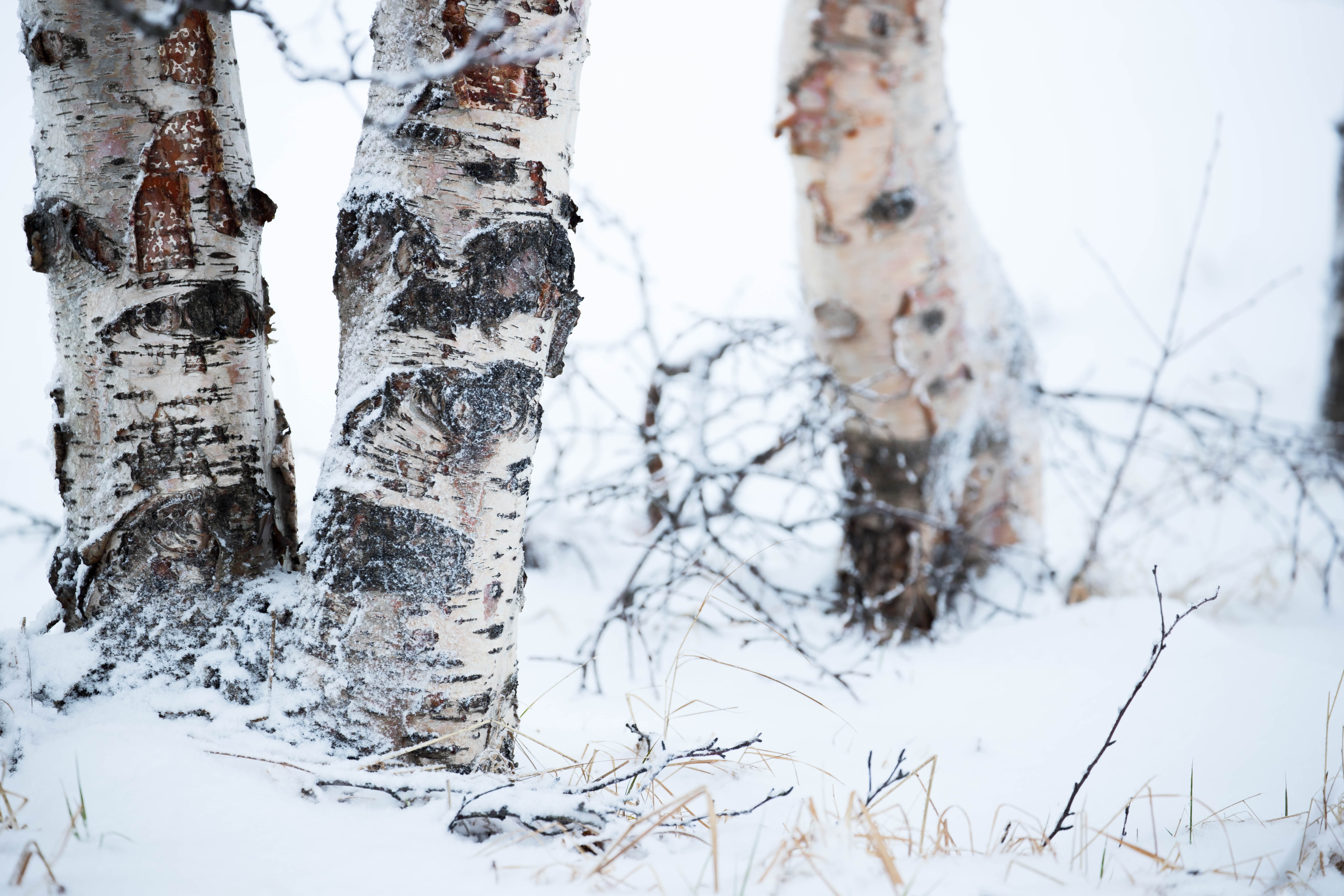 природа зима деревья березы бесплатно