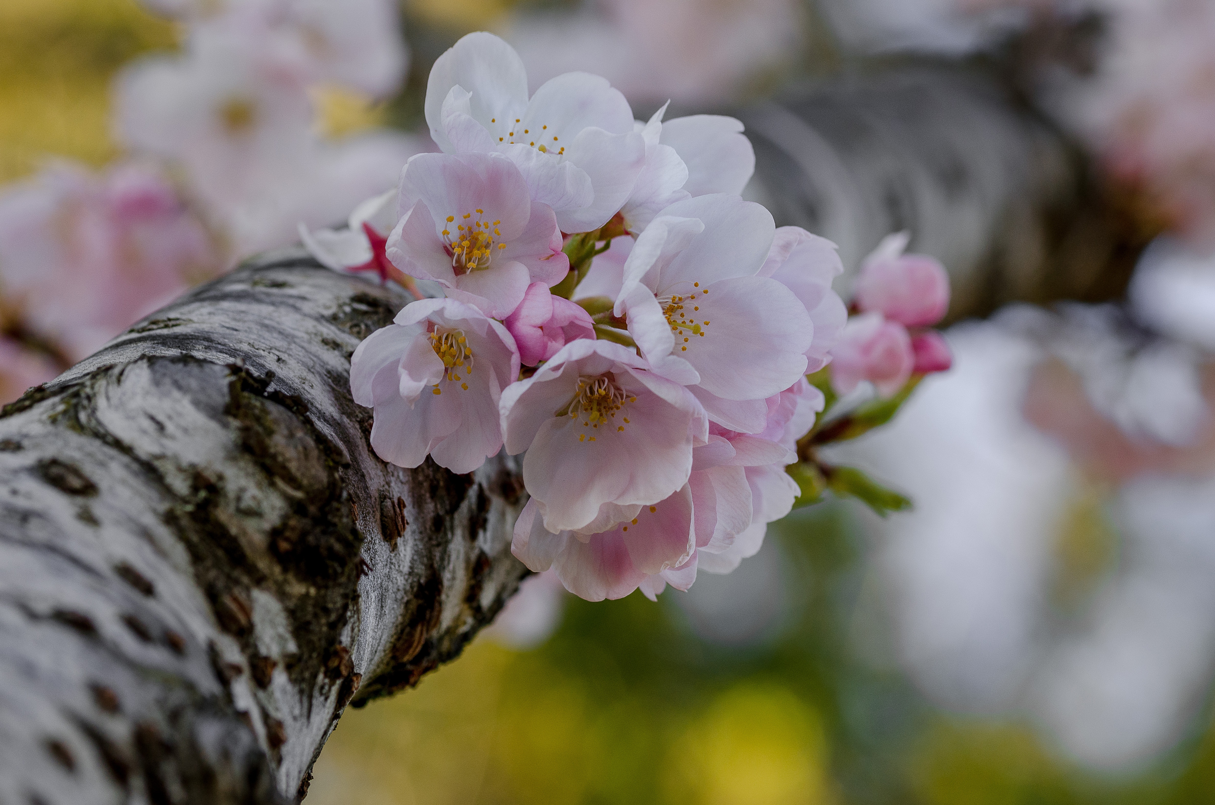 Обои дерево, цветение, макро, весна, вишня, цветки, боке, tree, flowering, macro, spring, cherry, flowers, bokeh разрешение 4757x3151 Загрузить