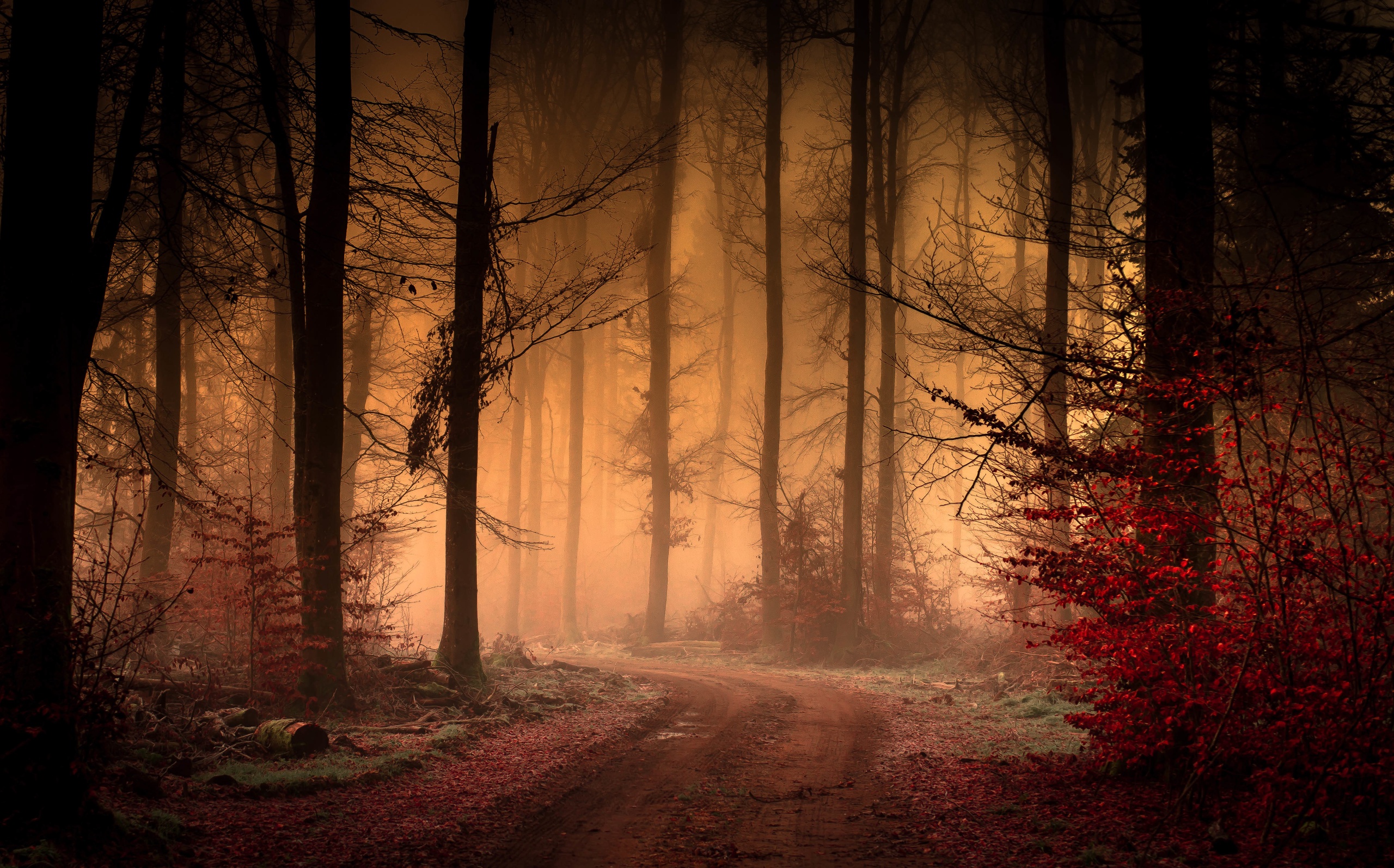 Обои дорога, деревья, лес, листья, туман, осень, road, trees, forest, leaves, fog, autumn разрешение 2560x1595 Загрузить