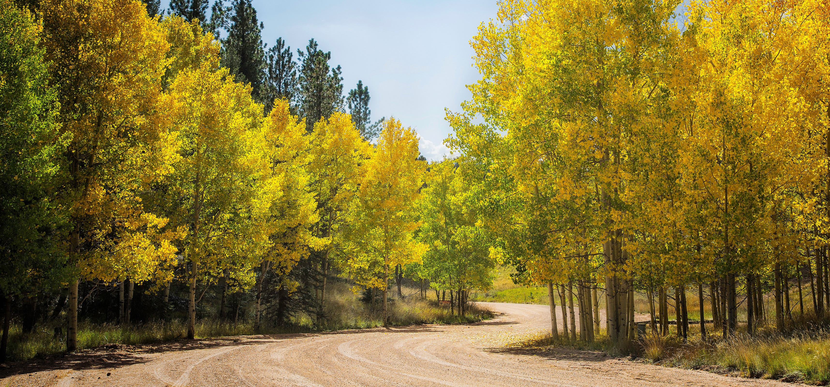 Обои дорога, деревья, лес, осень, сша, колорадо, осина, аспен, road, trees, forest, autumn, usa, colorado, aspen разрешение 3432x1600 Загрузить