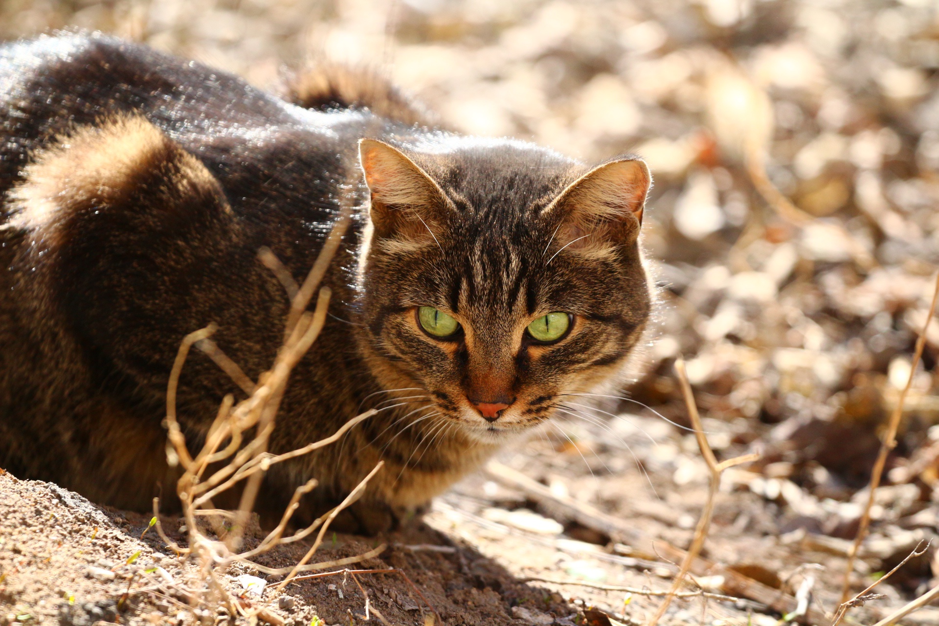 Обои глаза, кот, мордашка, сухая трава, eyes, cat, face, dry grass разрешение 1920x1280 Загрузить