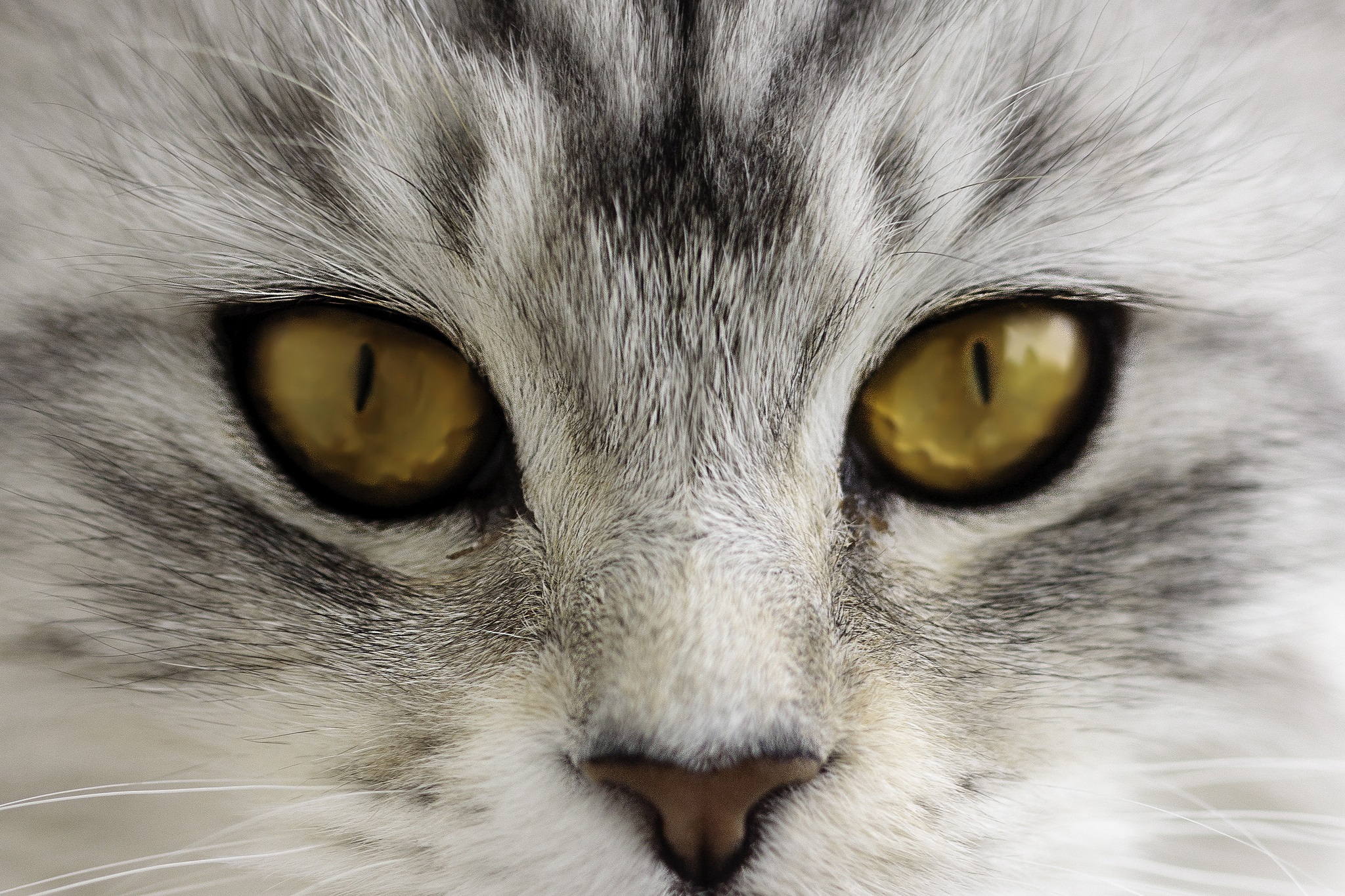 Качественное крупным планом. Глаза кошки. Морда кота. Кошачий глаз. Кошачья мордочка.