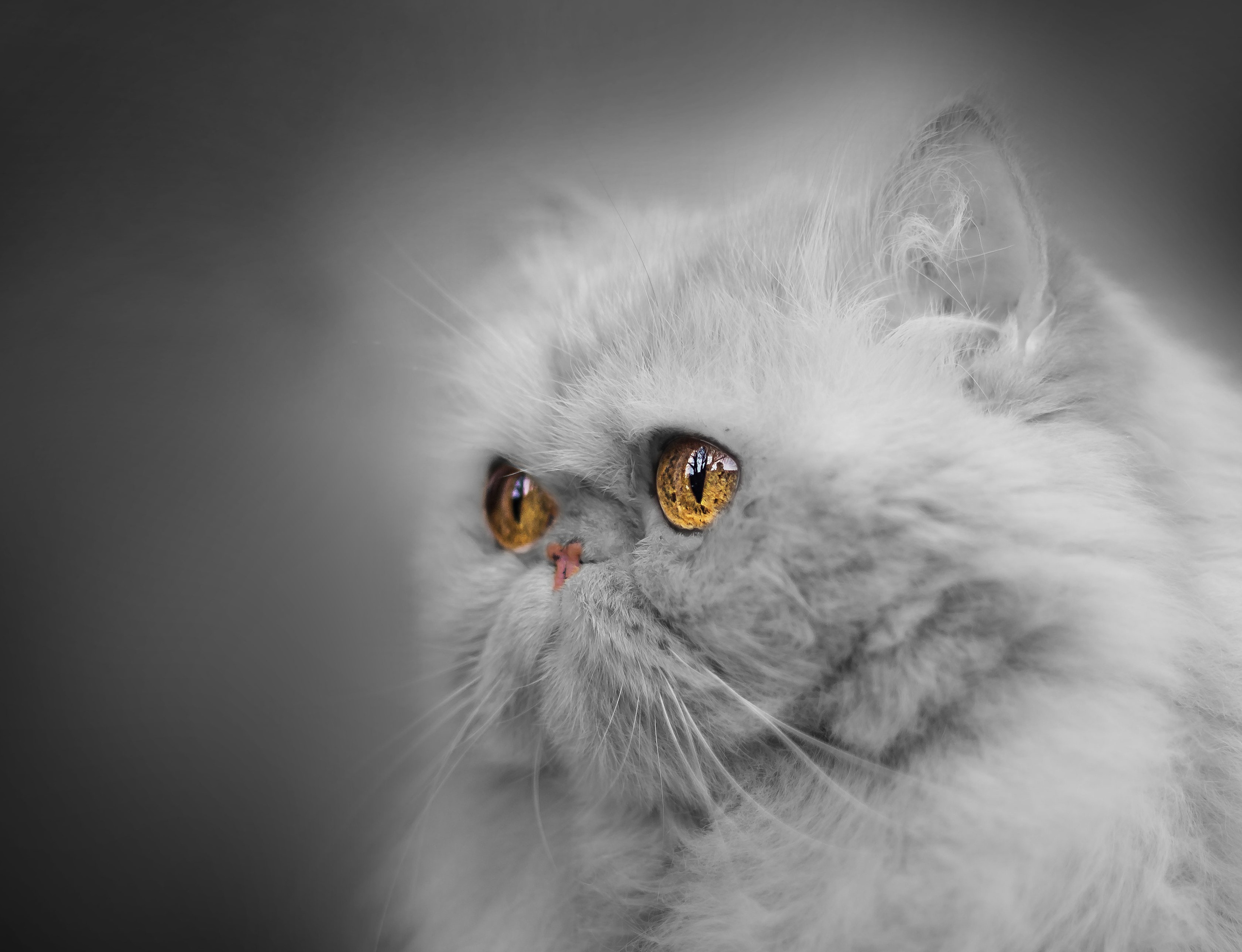 Обои глаза, портрет, мордочка, взгляд, монохром, персидская кошка, eyes, portrait, muzzle, look, monochrome, persian cat разрешение 2560x1962 Загрузить