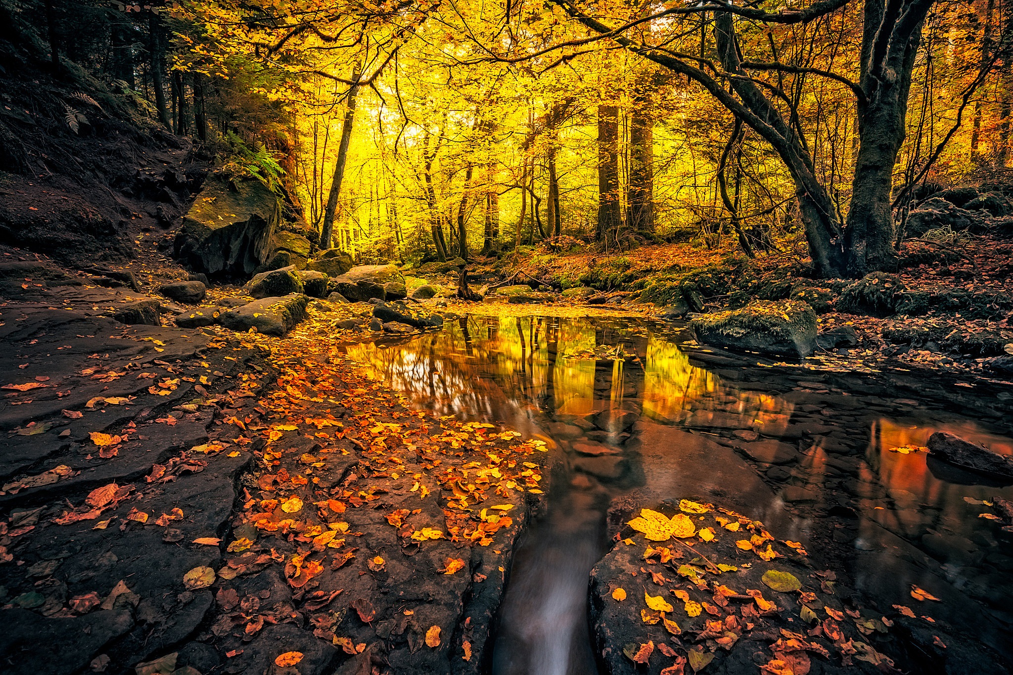 природа река листья осень лес деревья загрузить