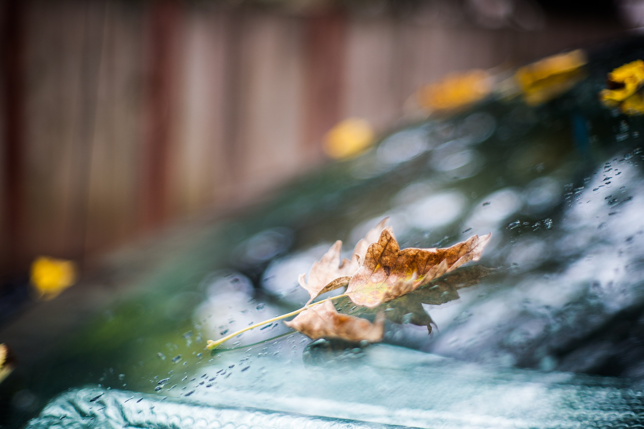 Обои капли, осень, лист, дождь, стекло, боке, drops, autumn, sheet, rain, glass, bokeh разрешение 2048x1365 Загрузить