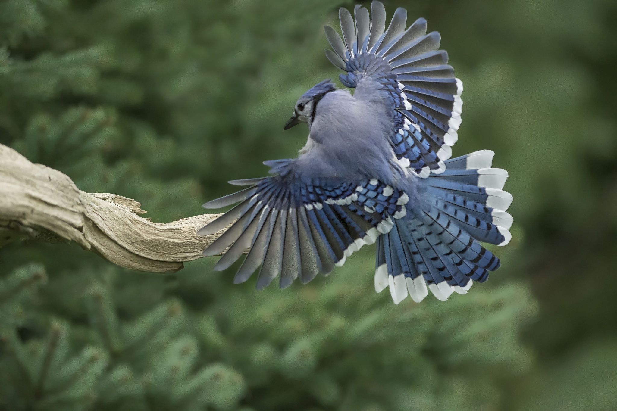 Обои крылья, птица, перья, коряга, хвост, голубая сойка, wings, bird, feathers, snag, tail, blue jay разрешение 2048x1365 Загрузить