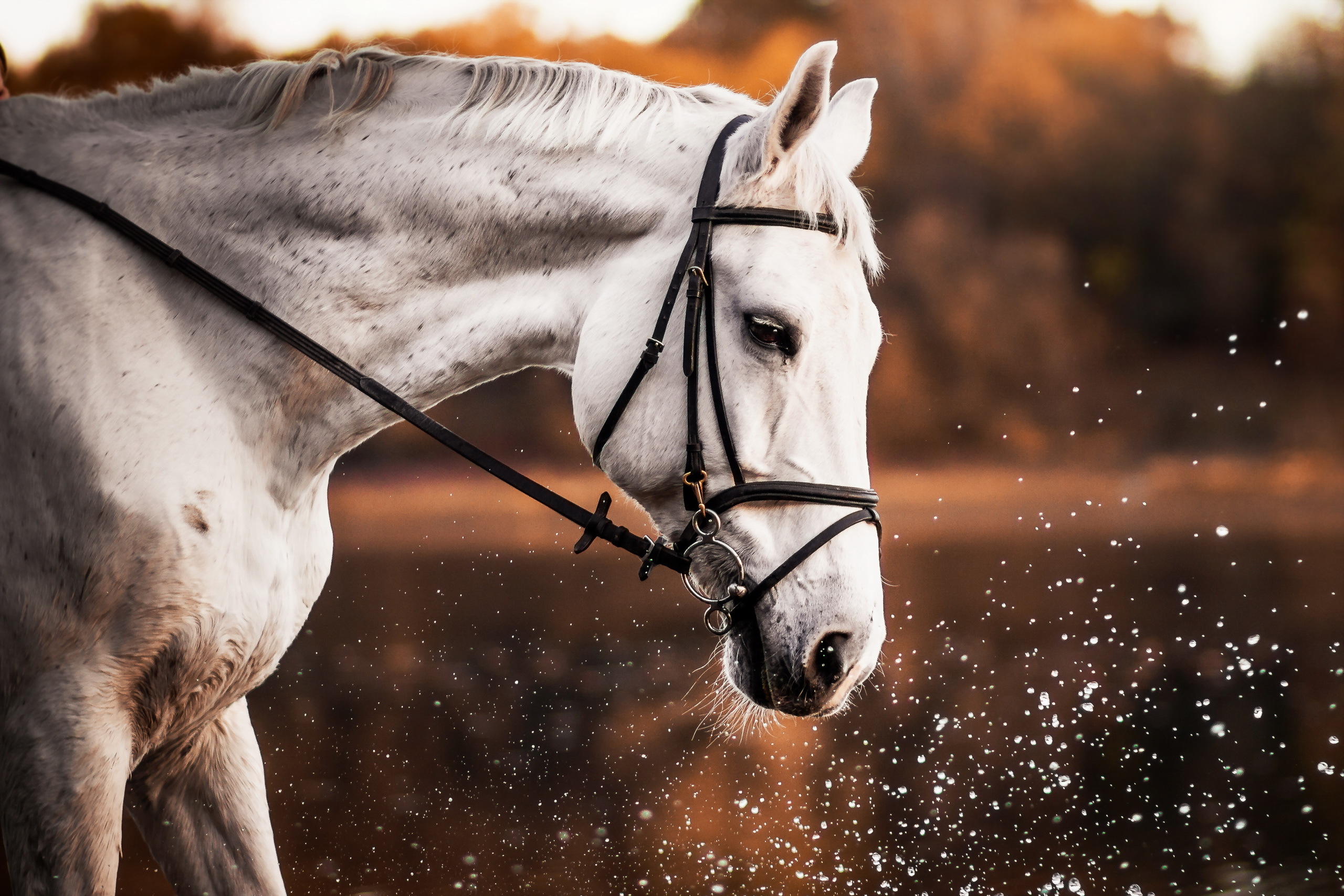 Обои лошадь, природа, брызги, профиль, конь, белая, horse, nature, squirt, profile, white разрешение 2560x1707 Загрузить
