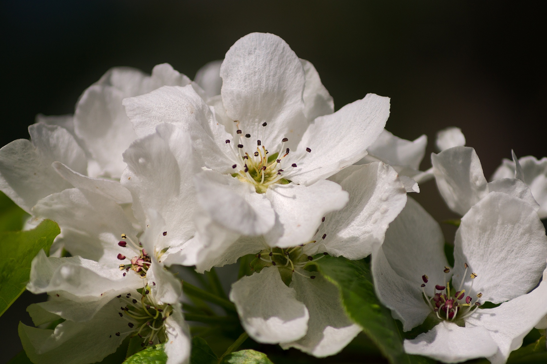Обои цветение, макро, весна, яблоня, flowering, macro, spring, apple разрешение 1920x1278 Загрузить