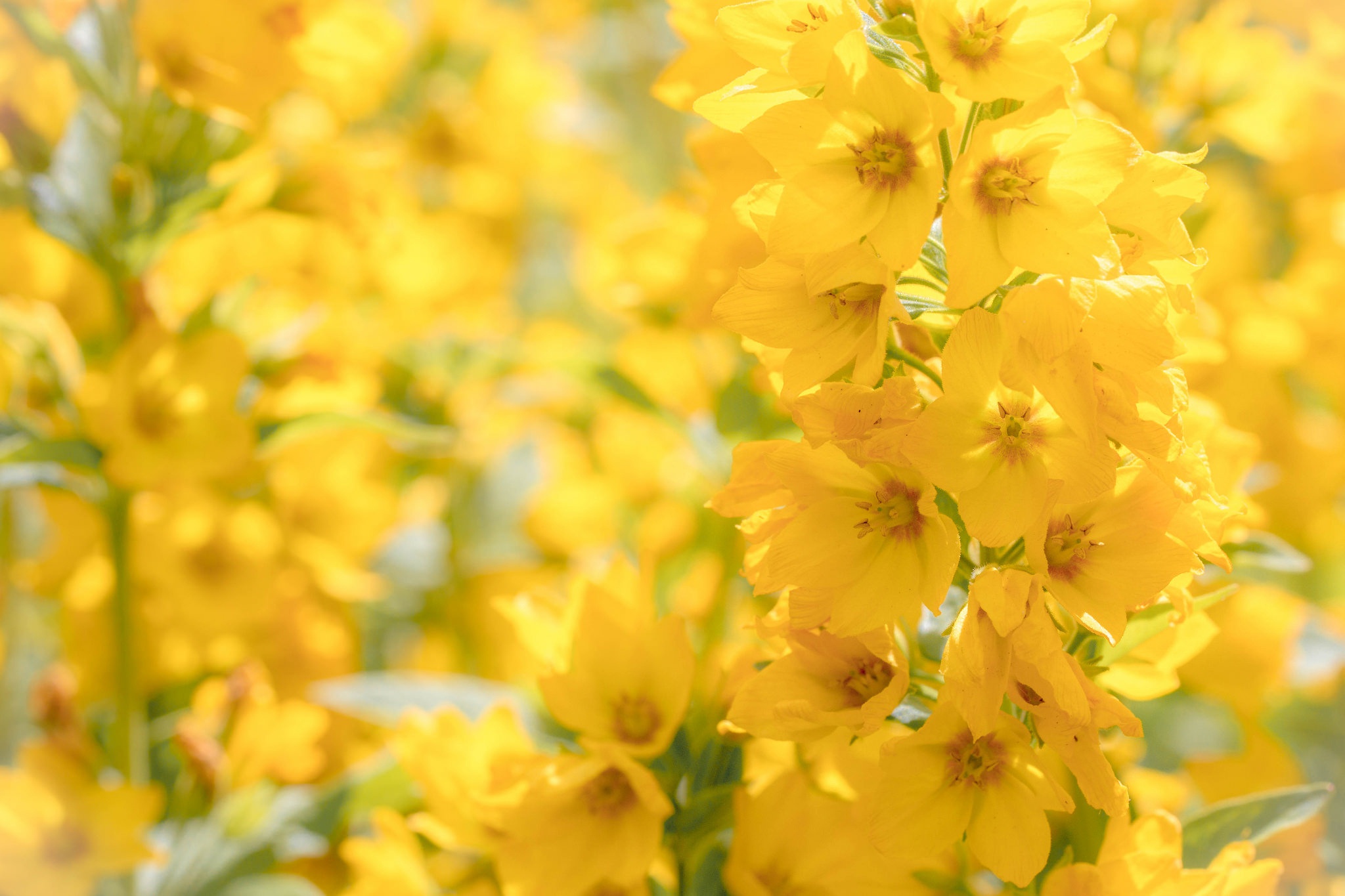 Обои цветы, макро, желтые, боке, соцветие, вербейник, flowers, macro, yellow, bokeh, inflorescence, loosestrife разрешение 2048x1365 Загрузить