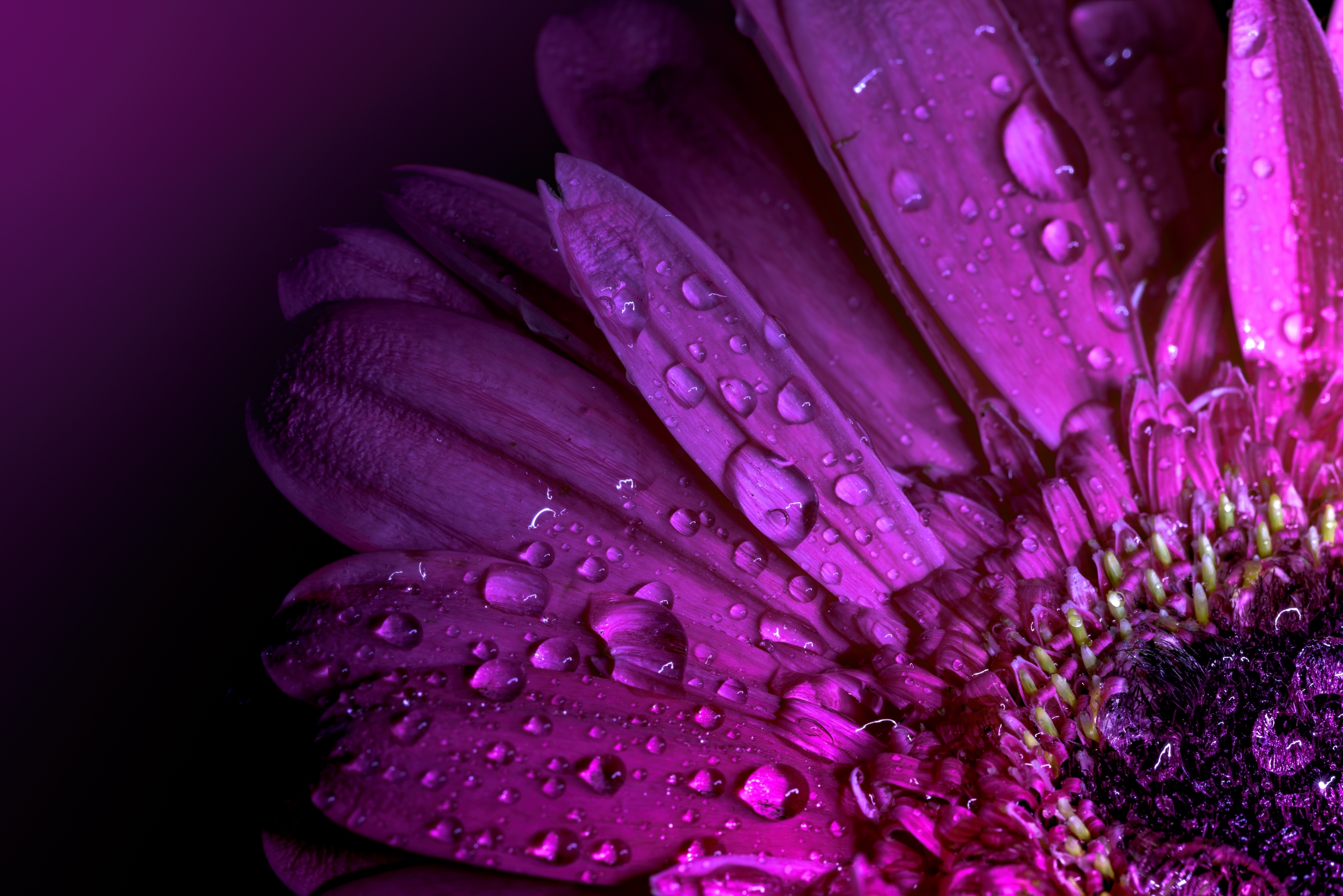 Фон на телефон красивые цветы. Фиолетовые цветы. Сиреневые цветы. Красивый фиолетовый. Красивый фиолетовый цвет.