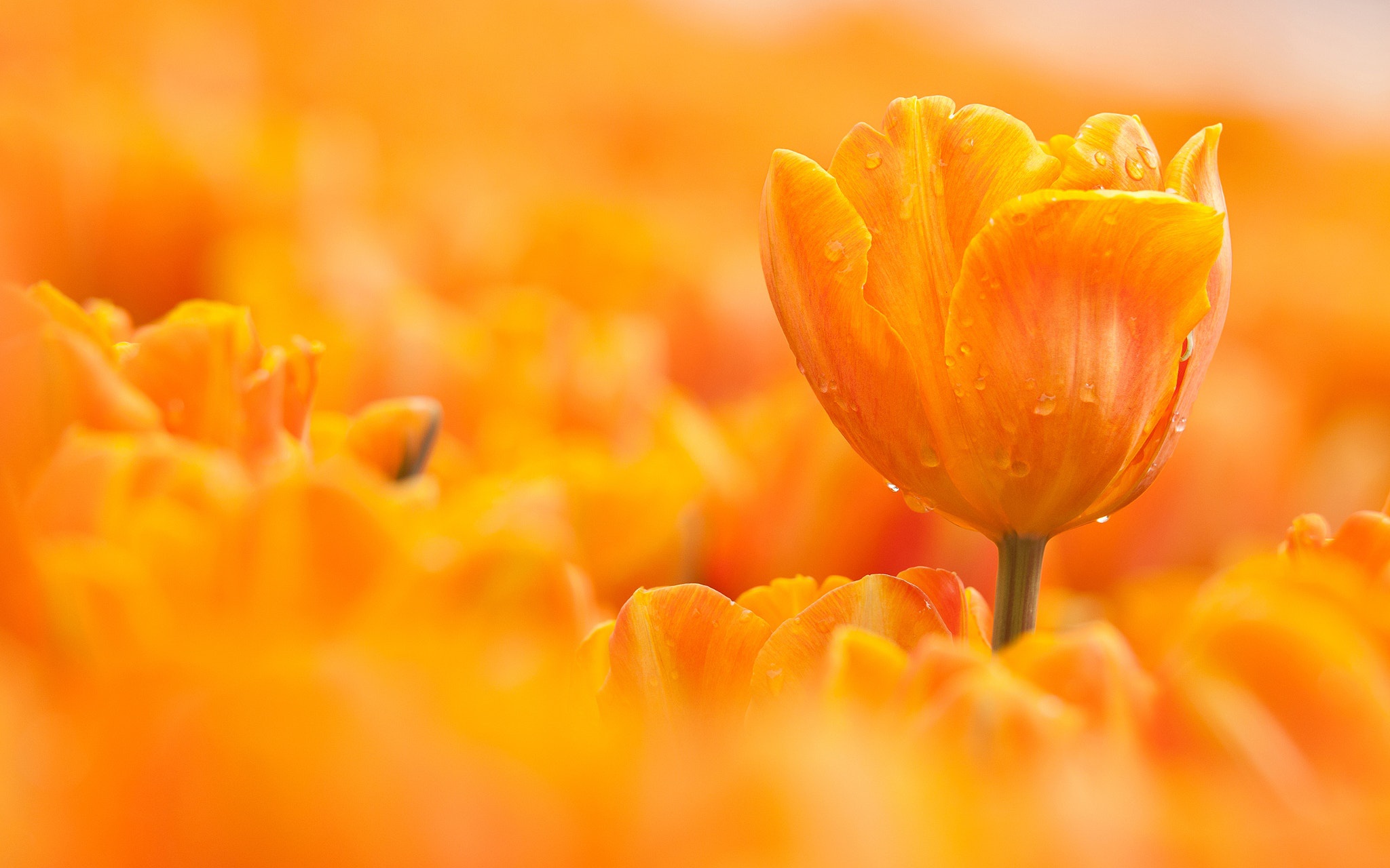 Обои макро, цветок, капли, оранжевый, тюльпан, macro, flower, drops, orange, tulip разрешение 2048x1280 Загрузить