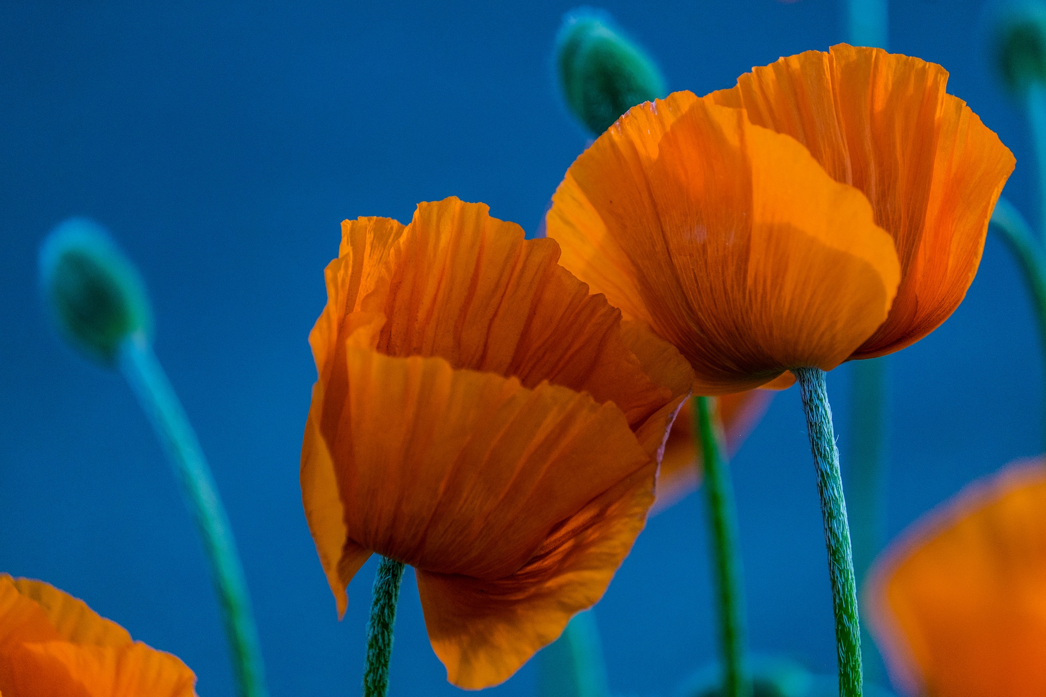 Обои цветы, макро, лепестки, маки, голубой фон, оранжевые, дуэт, flowers, macro, petals, maki, blue background, orange, duo разрешение 2048x1365 Загрузить