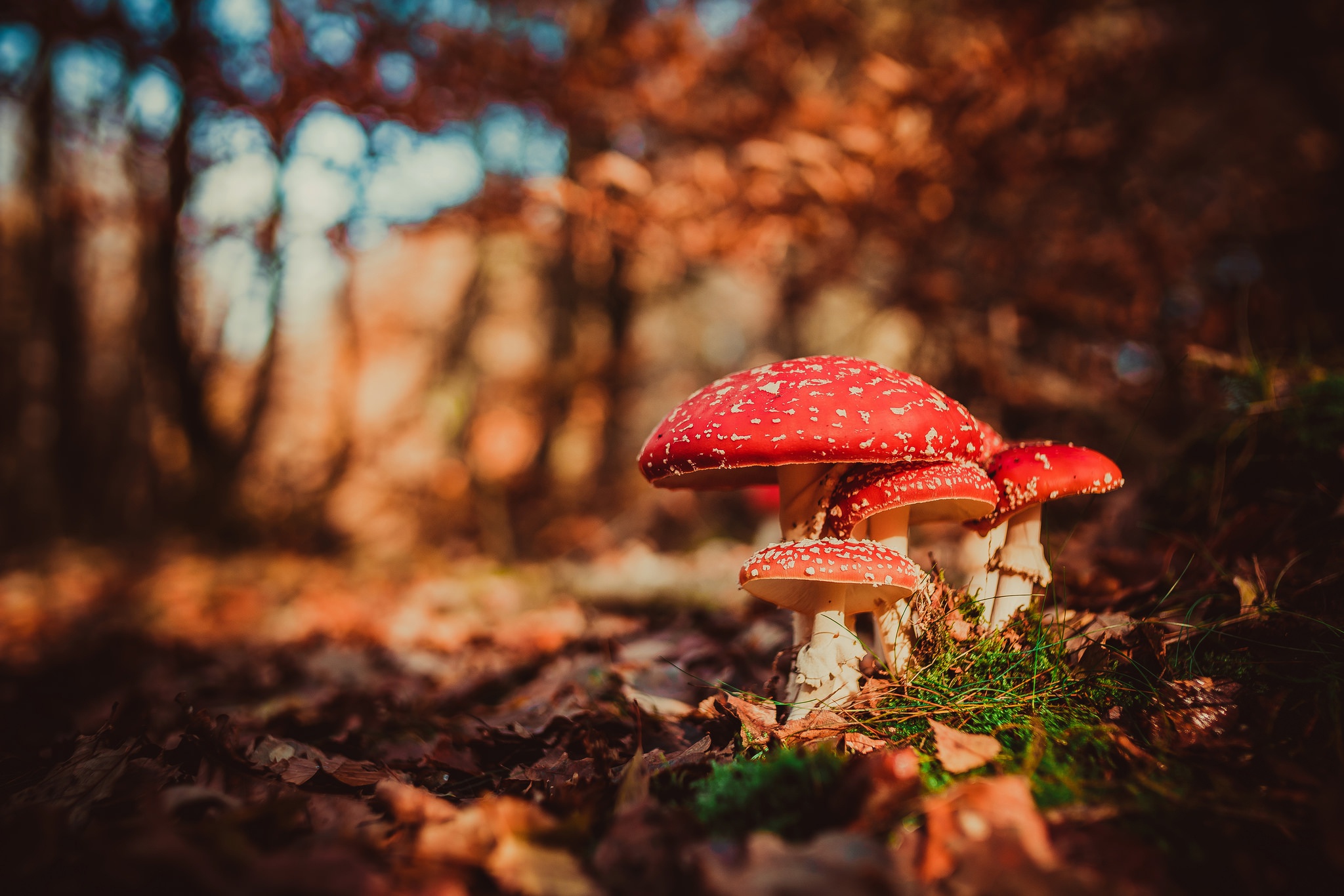 Обои макро, осень, грибы, боке, мухоморы, macro, autumn, mushrooms, bokeh, amanita разрешение 2048x1366 Загрузить