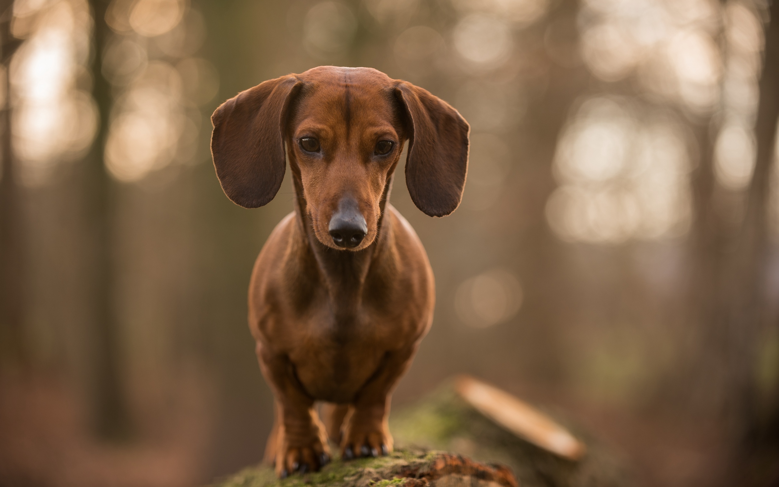 Обои морда, взгляд, собака, друг, такса, face, look, dog, each, dachshund разрешение 2557x1600 Загрузить