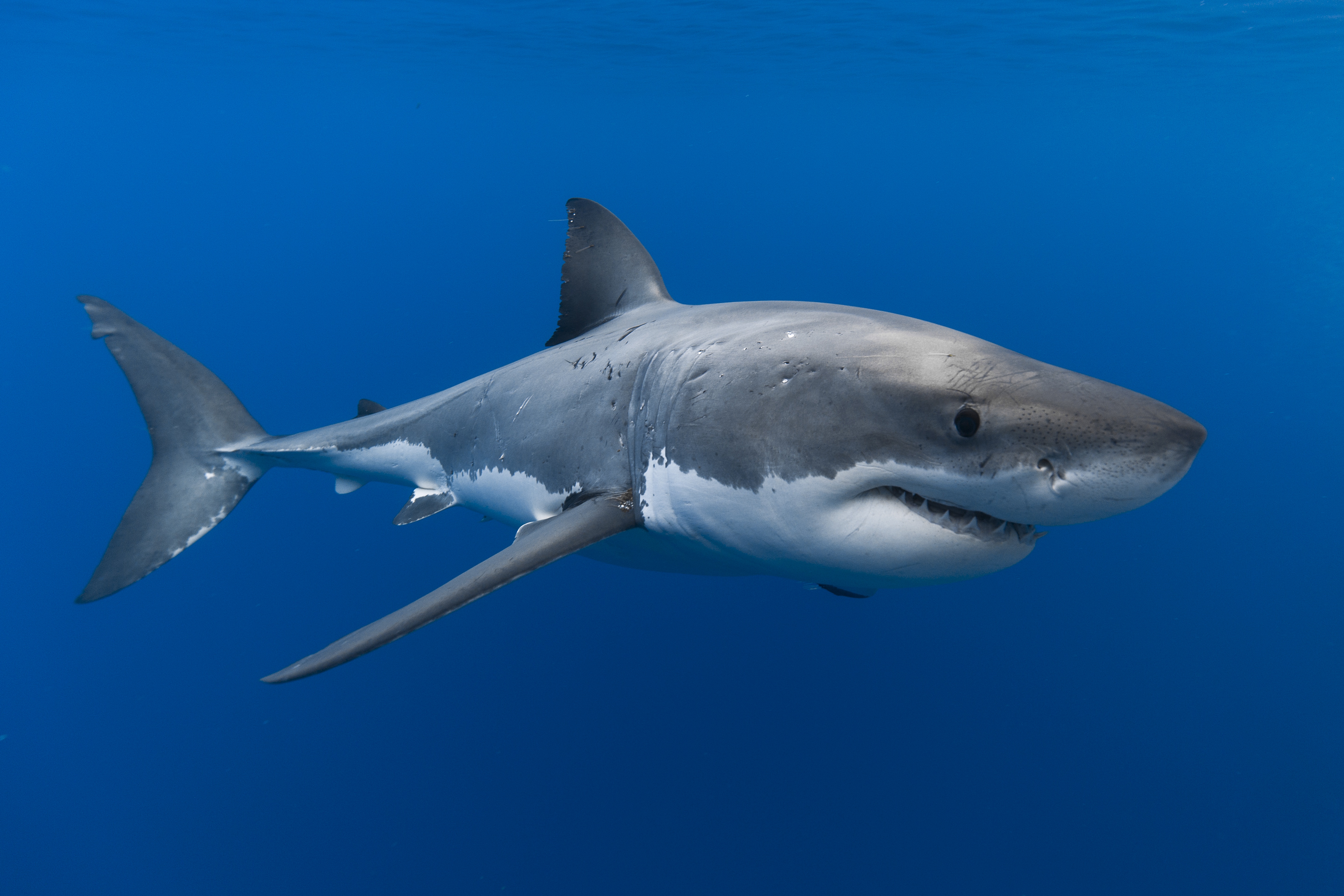 Большая морская акула. Макрелевая акула. Мадагаскарская острозубая акула. Хрящевые рыбы акула белая. Большая белая акула (great White Shark).