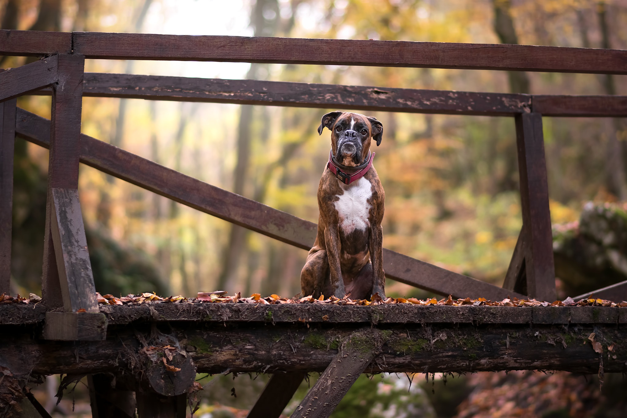 Обои листья, мост, взгляд, осень, собака, друг, боксер, leaves, bridge, look, autumn, dog, each, boxer разрешение 2048x1365 Загрузить