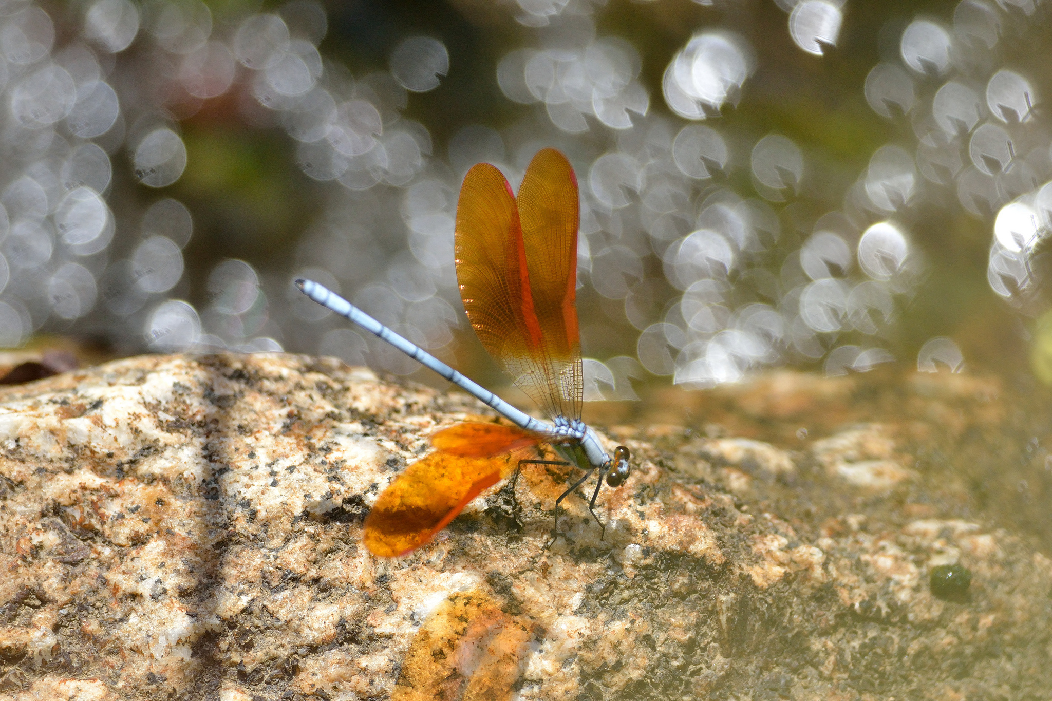 Обои насекомое, крылья, блики, стрекоза, insect, wings, glare, dragonfly разрешение 2048x1365 Загрузить