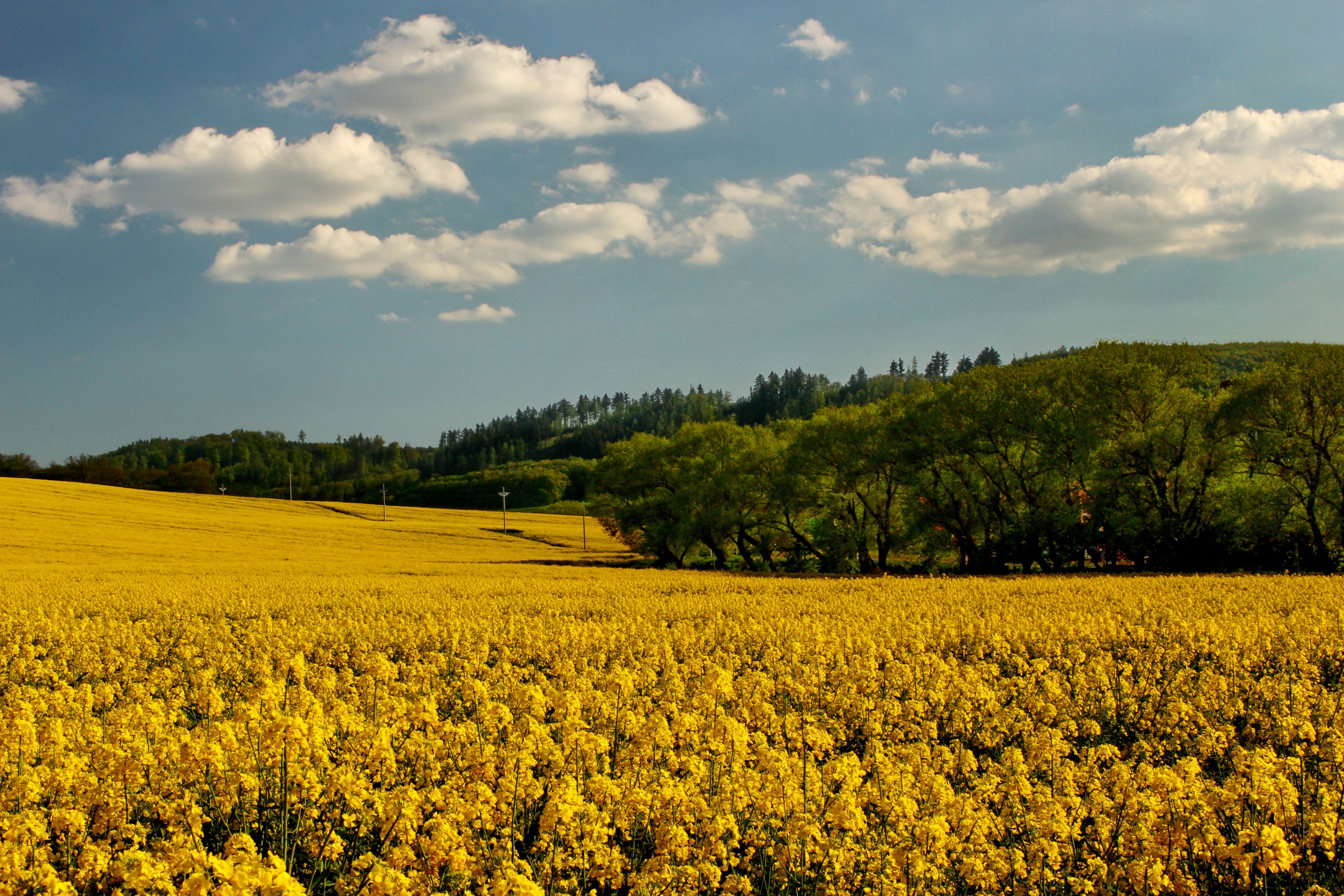 Обои небо, цветы, облака, деревья, поле, рапс, the sky, flowers, clouds, trees, field, rape разрешение 2700x1800 Загрузить