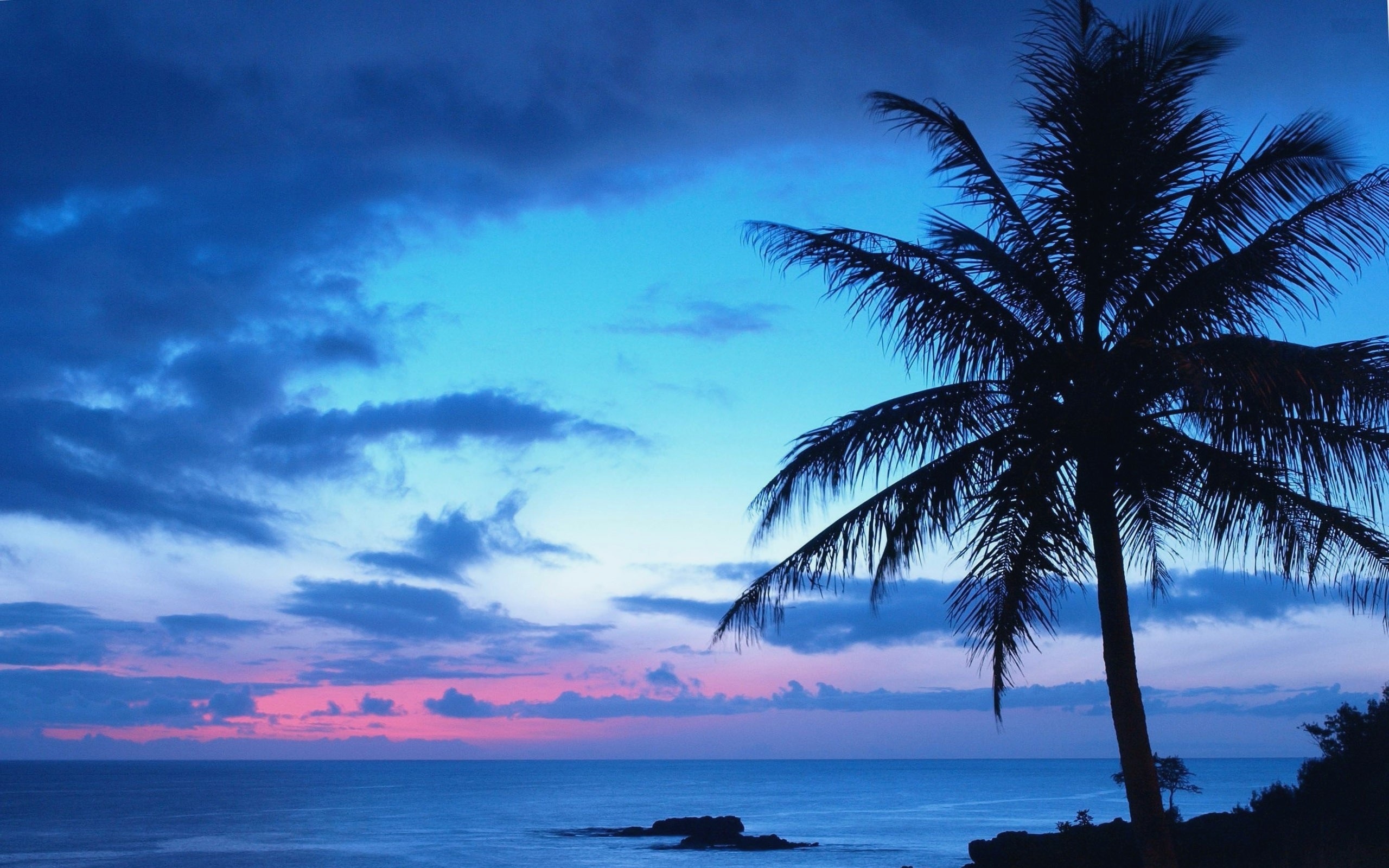 Обои небо, вечер, берег, пальмы, океан, the sky, the evening, shore, palm trees, the ocean разрешение 2560x1600 Загрузить
