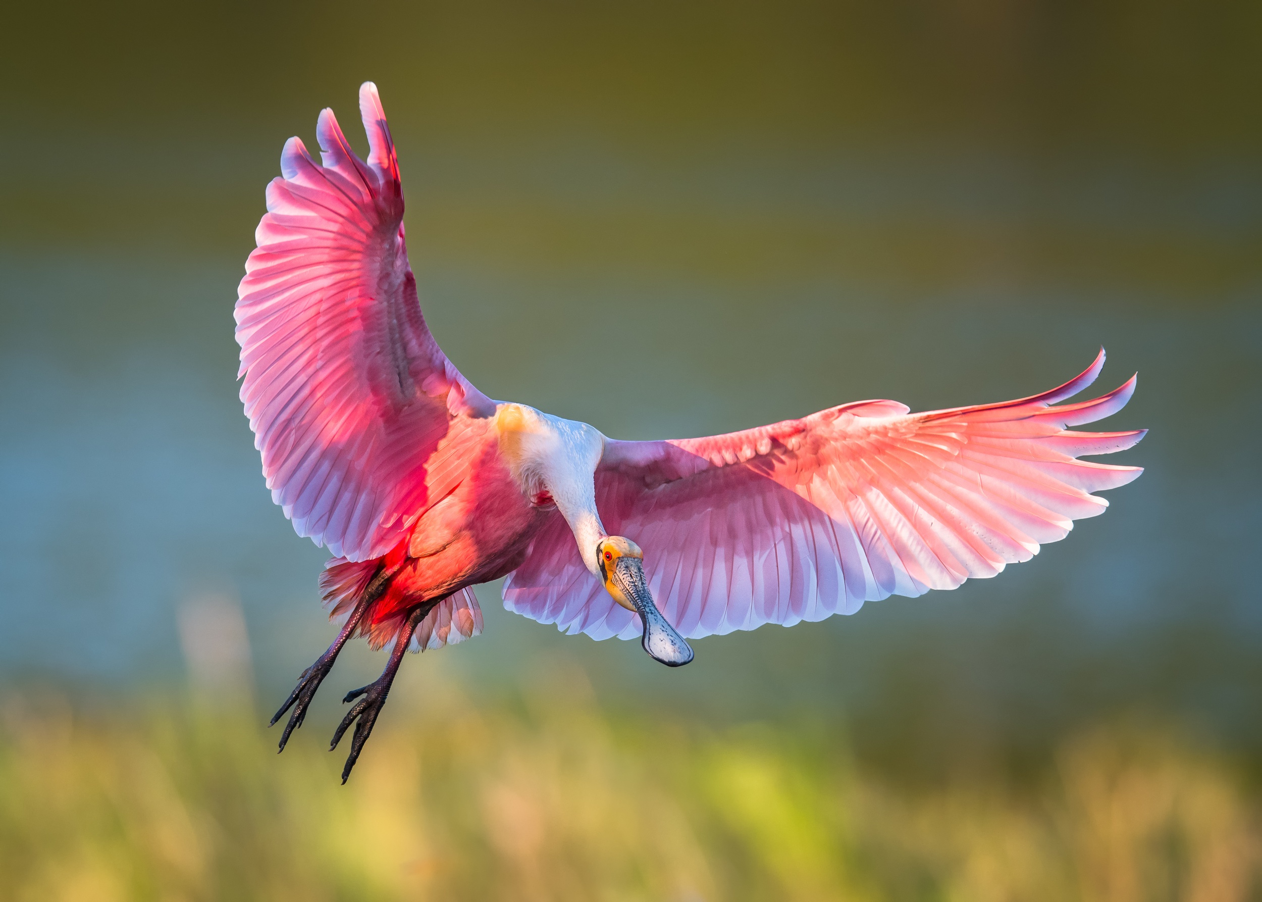 Обои полет, крылья, птица, клюв, перья, ибис, розовая колпица, flight, wings, bird, beak, feathers, ibis, roseate spoonbill разрешение 2500x1786 Загрузить