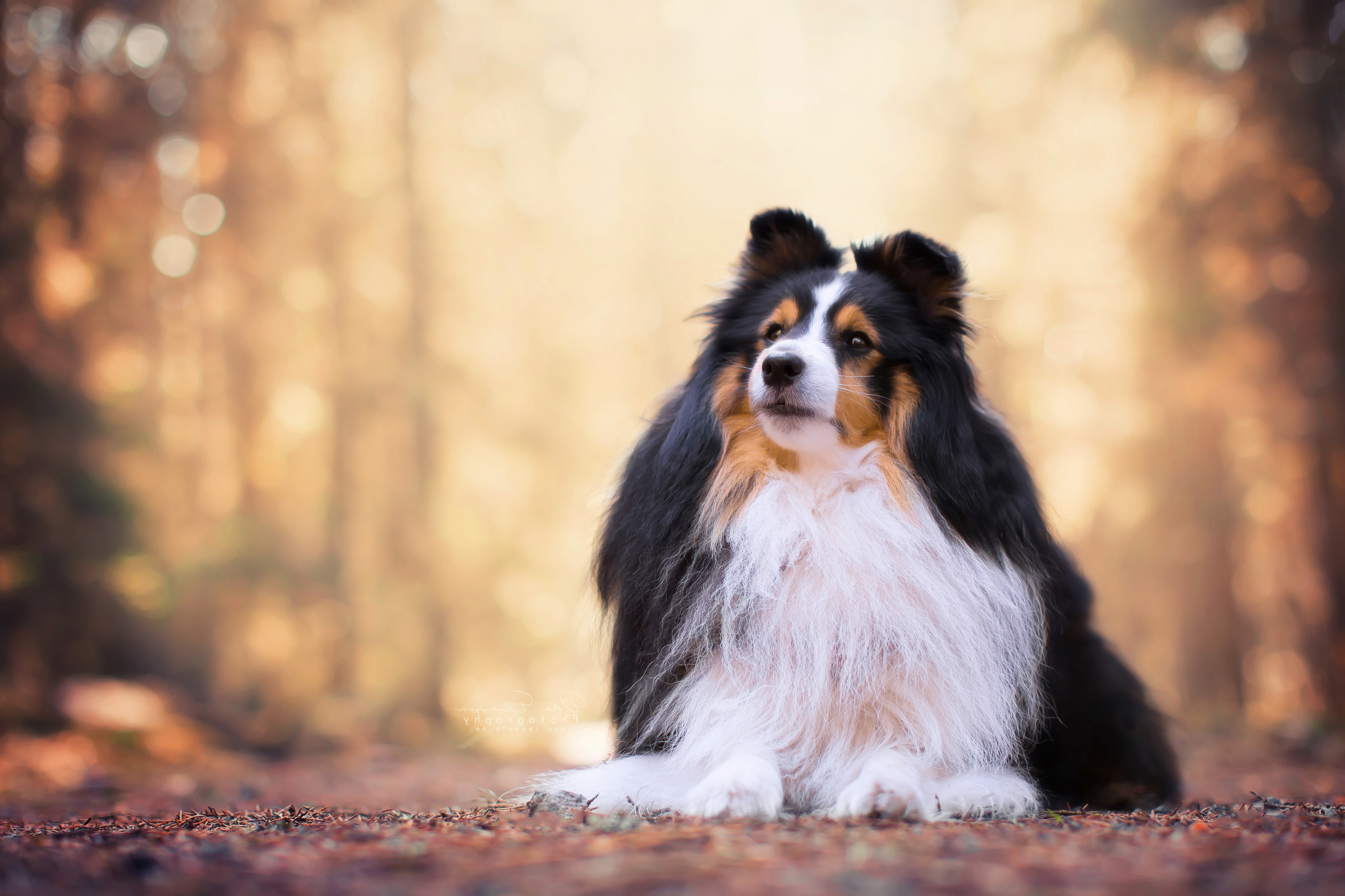 Обои портрет, собака, боке, шелти, шетландская овчарка, portrait, dog, bokeh, sheltie, shetland sheepdog разрешение 4940x3293 Загрузить