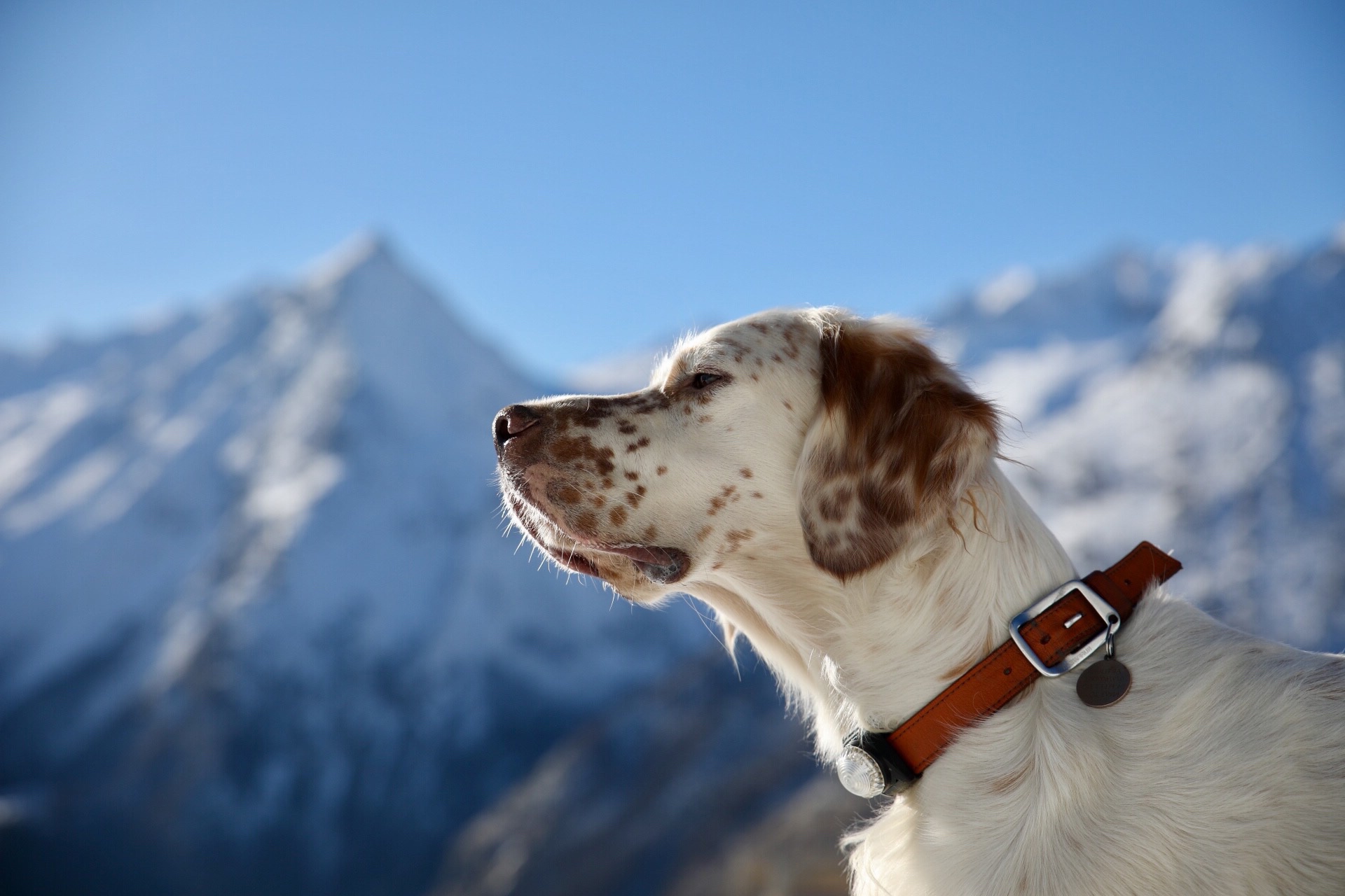 Обои портрет, собака, профиль, ошейник, английский сеттер, portrait, dog, profile, collar, the english setter разрешение 1920x1280 Загрузить