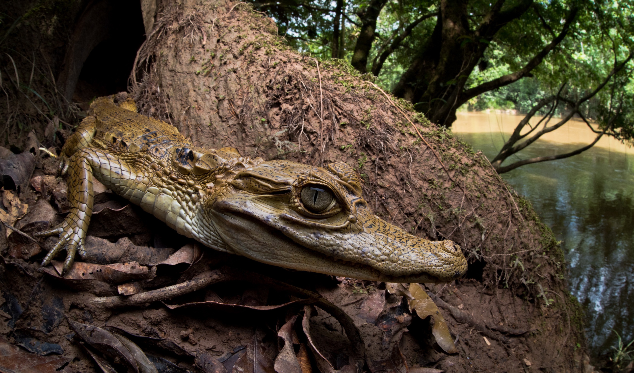 природа крокодил животное море ветка бесплатно