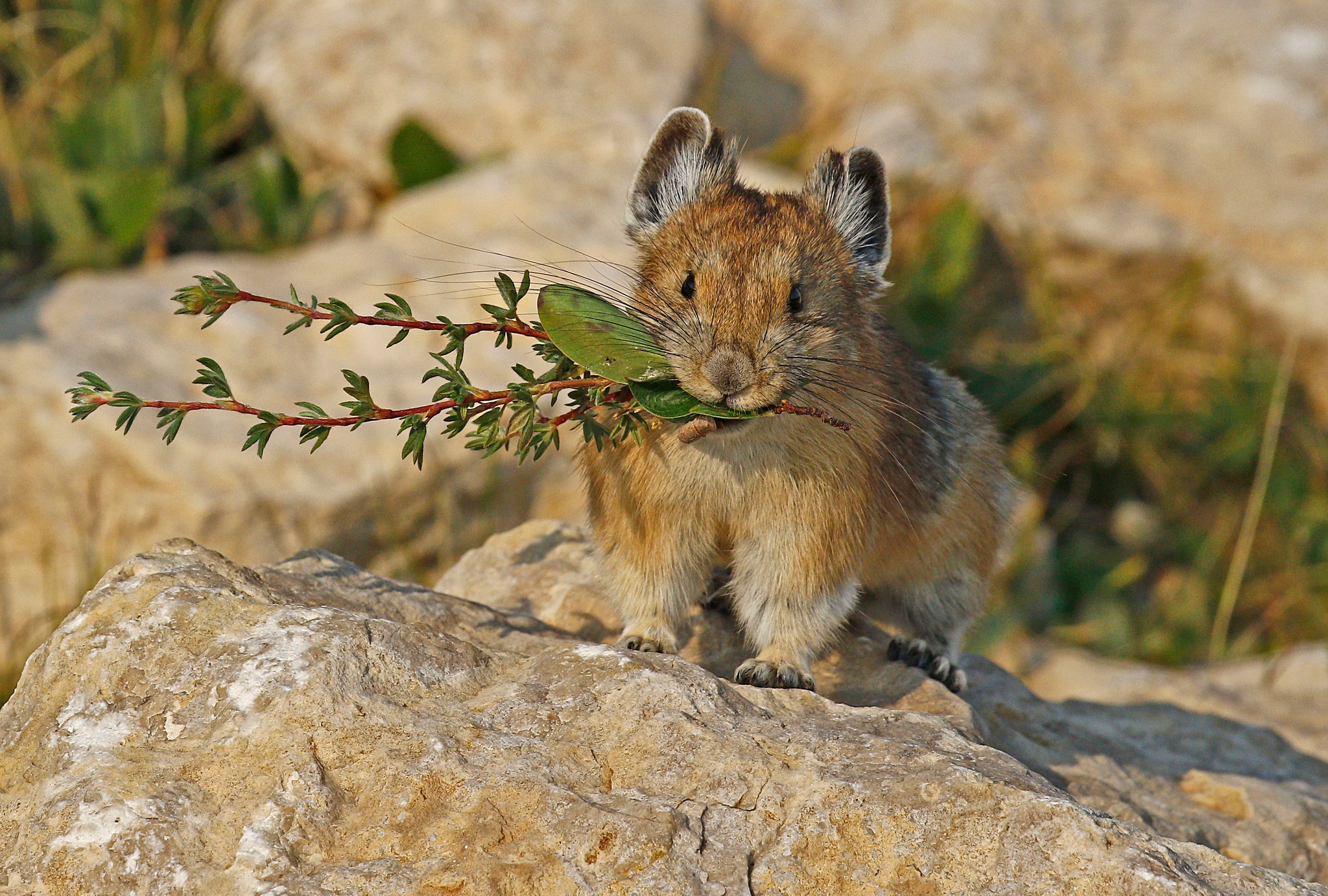 Обои природа, мышь, грызун, пищуха, nature, mouse, rodent, pika разрешение 2048x1383 Загрузить