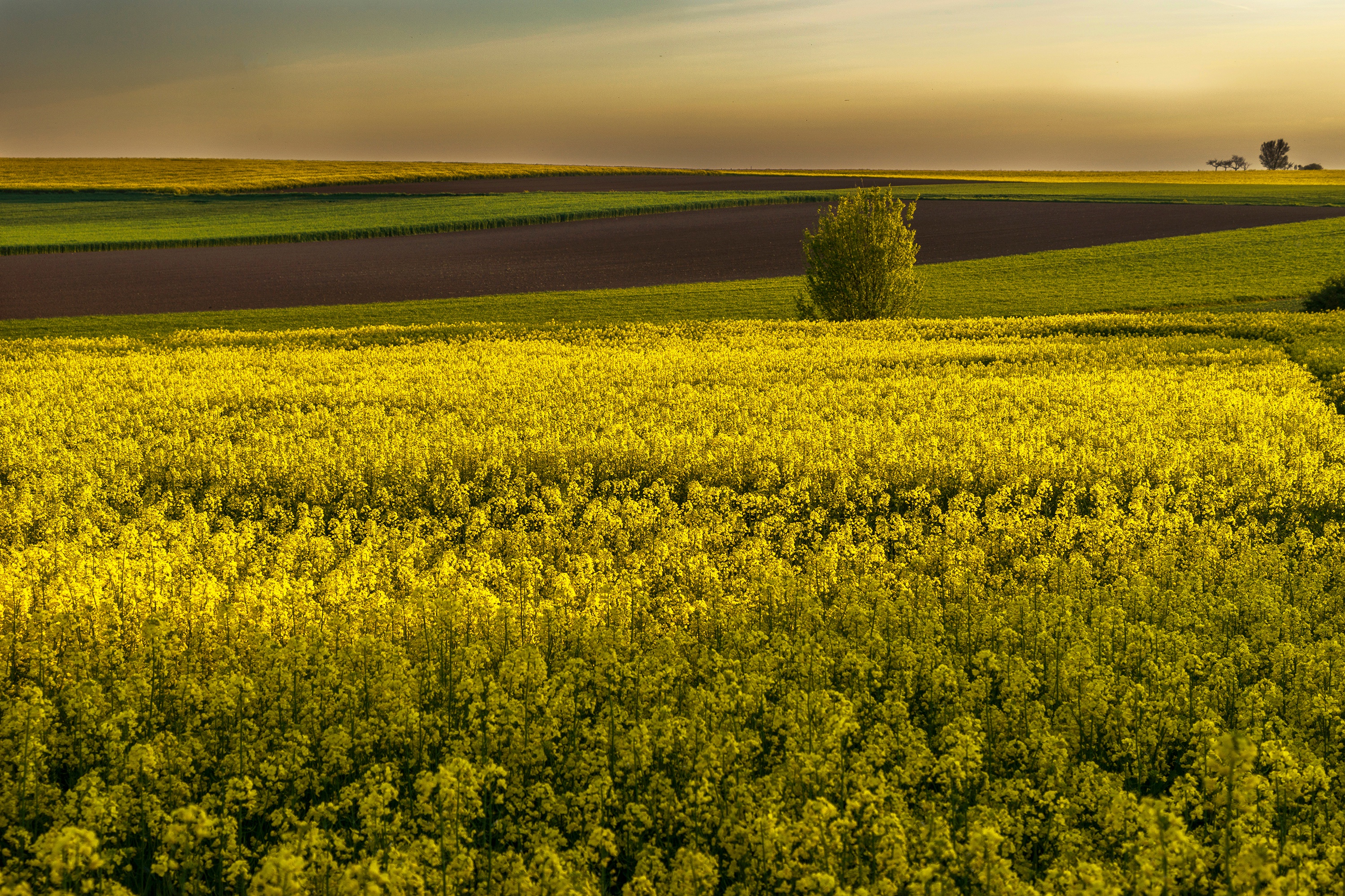 Обои цветы, поля, горизонт, желтые, рапс, flowers, field, horizon, yellow, rape разрешение 3000x2000 Загрузить