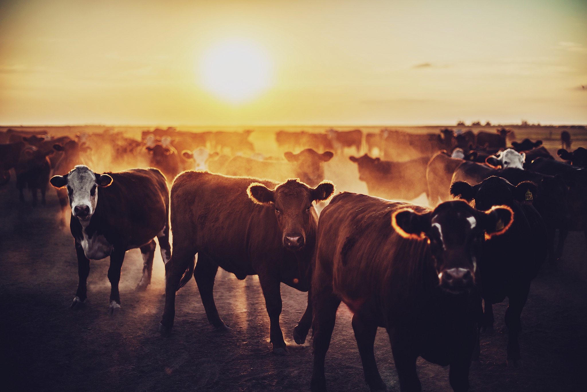 Обои рассвет, стадо, коровы, телята, dawn, the herd, cows, calves разрешение 2048x1367 Загрузить